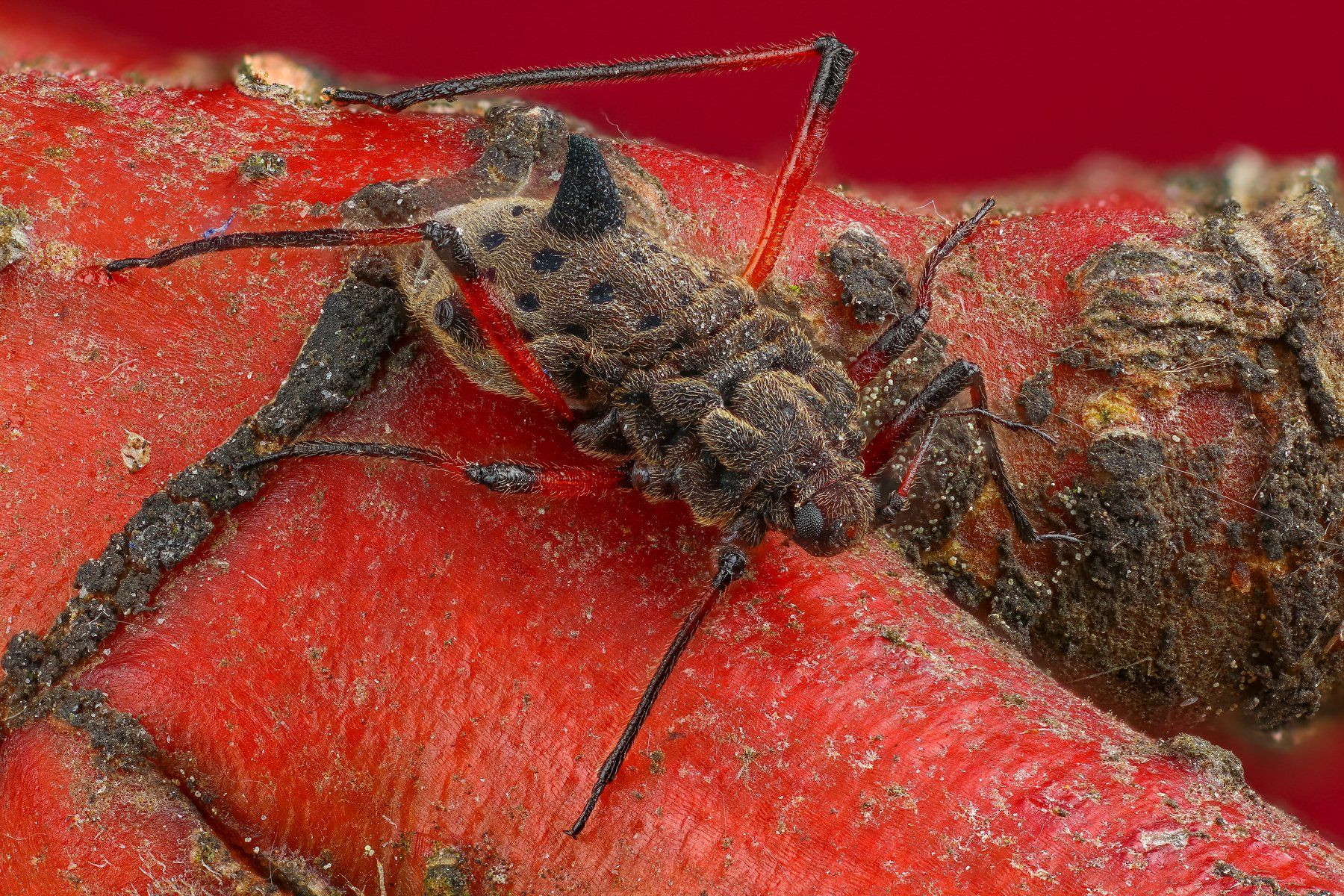 макро тля насекомое красный  цвет, Андрей Шаповалов
