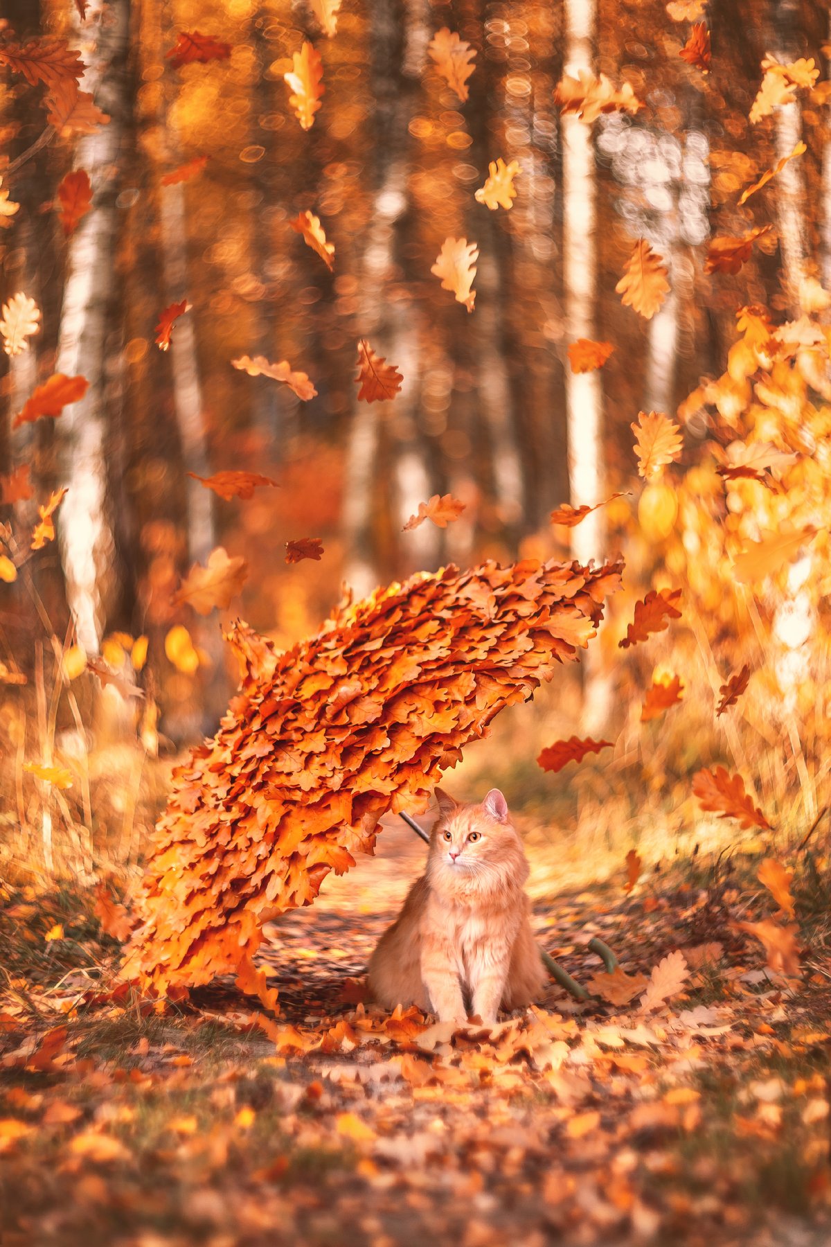осень, кот, зонт, дуб, сезон, животное, pet, cat, autumn, москва, Анастасия Мазурева