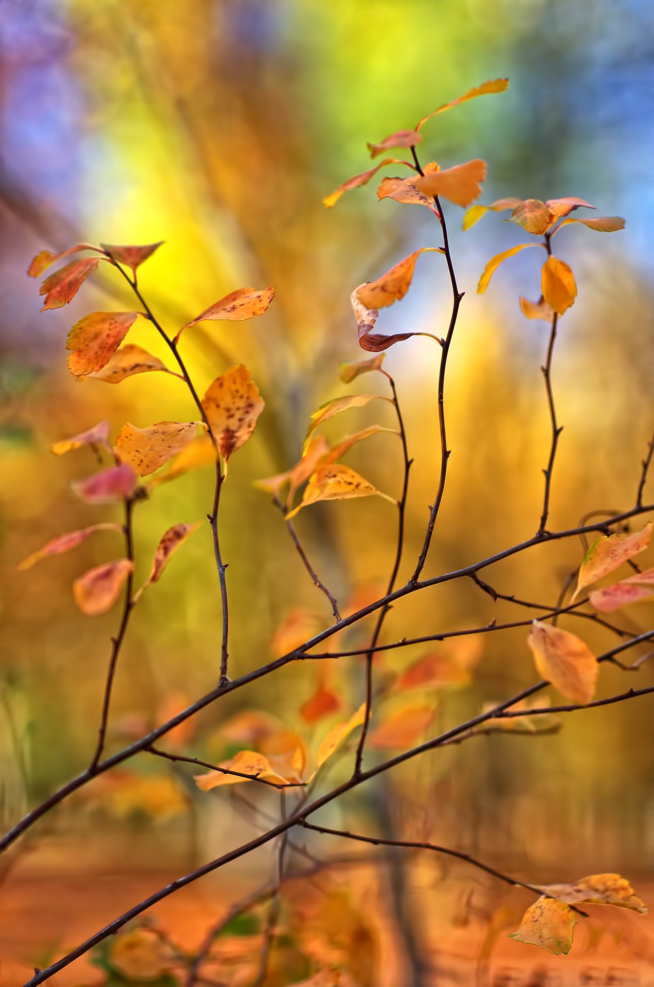 art, artwork, autumn, color, colors, color-image, leaf, leaves, nature, photography,, Dr Didi Baev