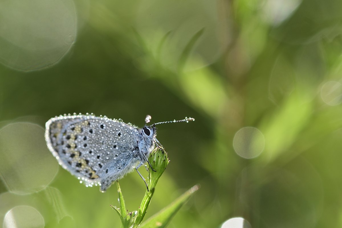 бабочка  butterfly, Jaroslav Mego
