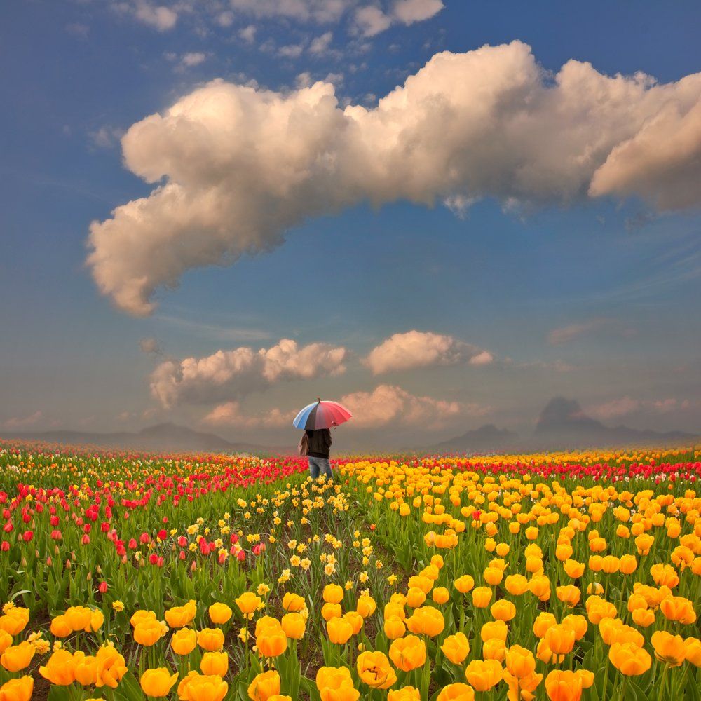 yellow, field, sky, flowers, red, old, tree, bench, woman, alone, mounting, tulip, seating, Caras Ionut