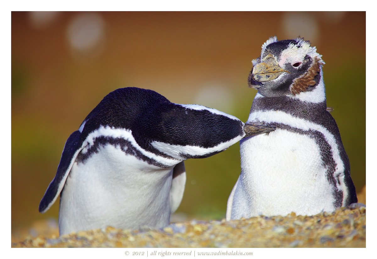 магеллановы пингвины, полуостров вальдес, аргентина, Vadim Balakin