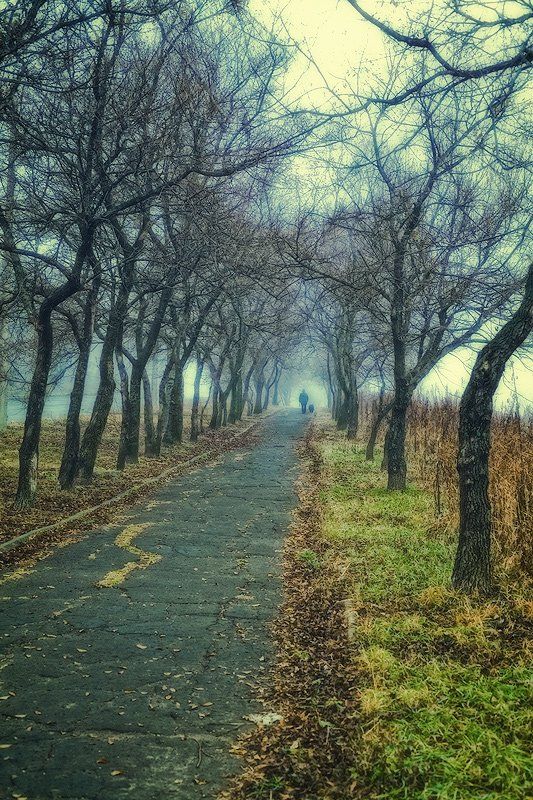 туман, дорожка, деревья, осень, Андрей Кровлин