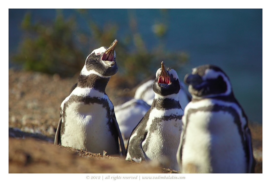 магеллановы пингвины, полуостров вальдес, аргентина, Vadim Balakin