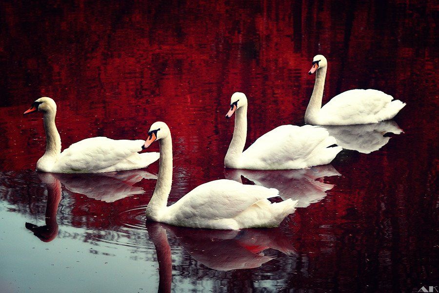 swan, lake, red, лебедь, озеро, Колбая Александр