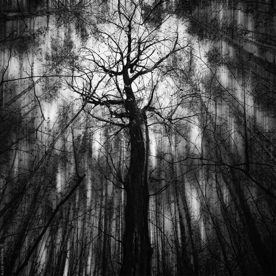 мистика, старое, дерево, Alexander Martynov