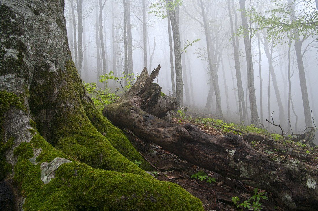 новороссийск, туман, Екатерина (PhotoJourneys.ru) Васягина