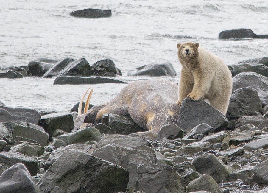 чукотка арктика морж медведь белый полярный морской, Максим Деминов