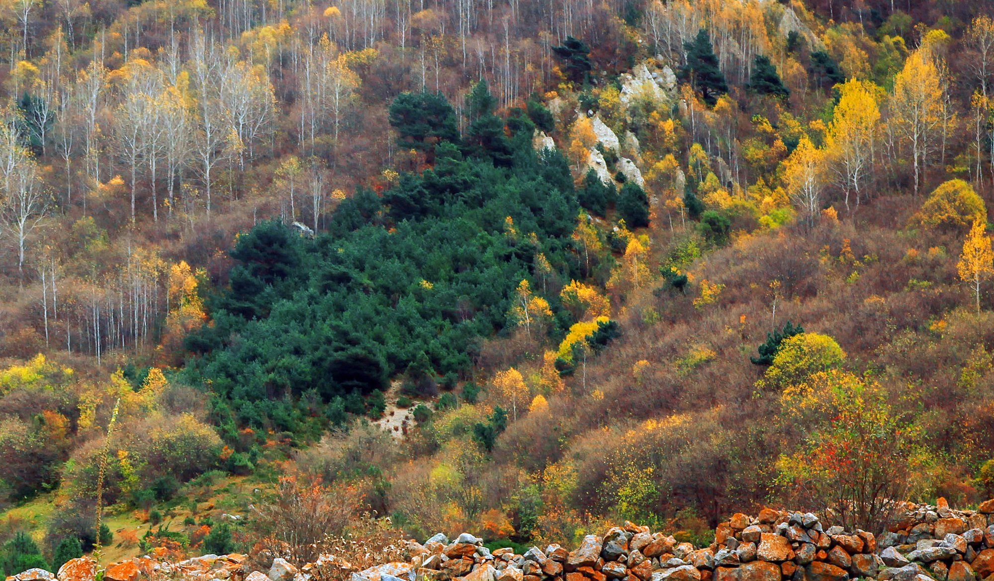 осень,пейзаж,горы,лес,природа,балкария,кабардино балкария., Marat Magov