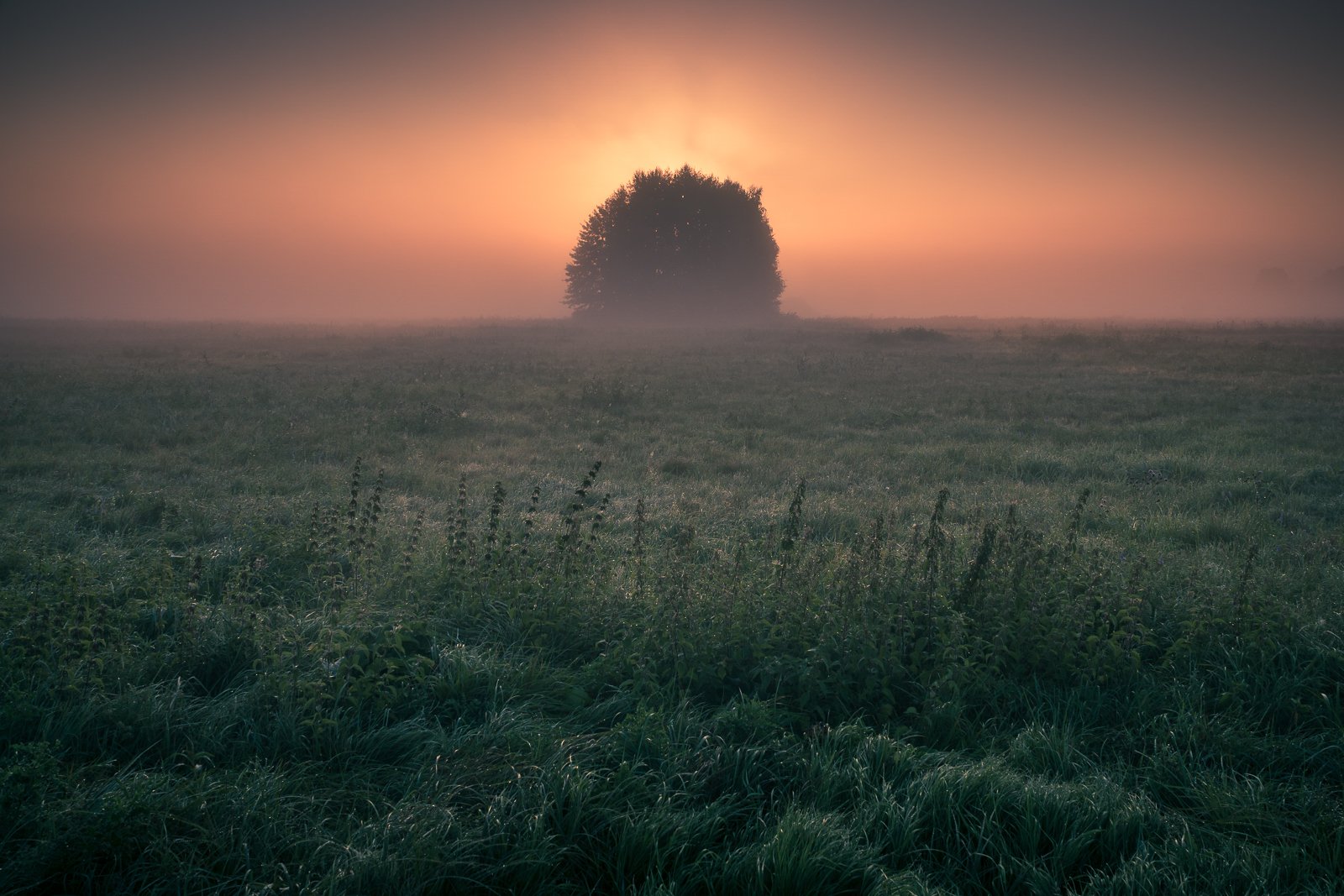 morning, sunrise, tree, meadow, foggy, sun, grass, minimalism, nature, landscape,, Artur Bociarski