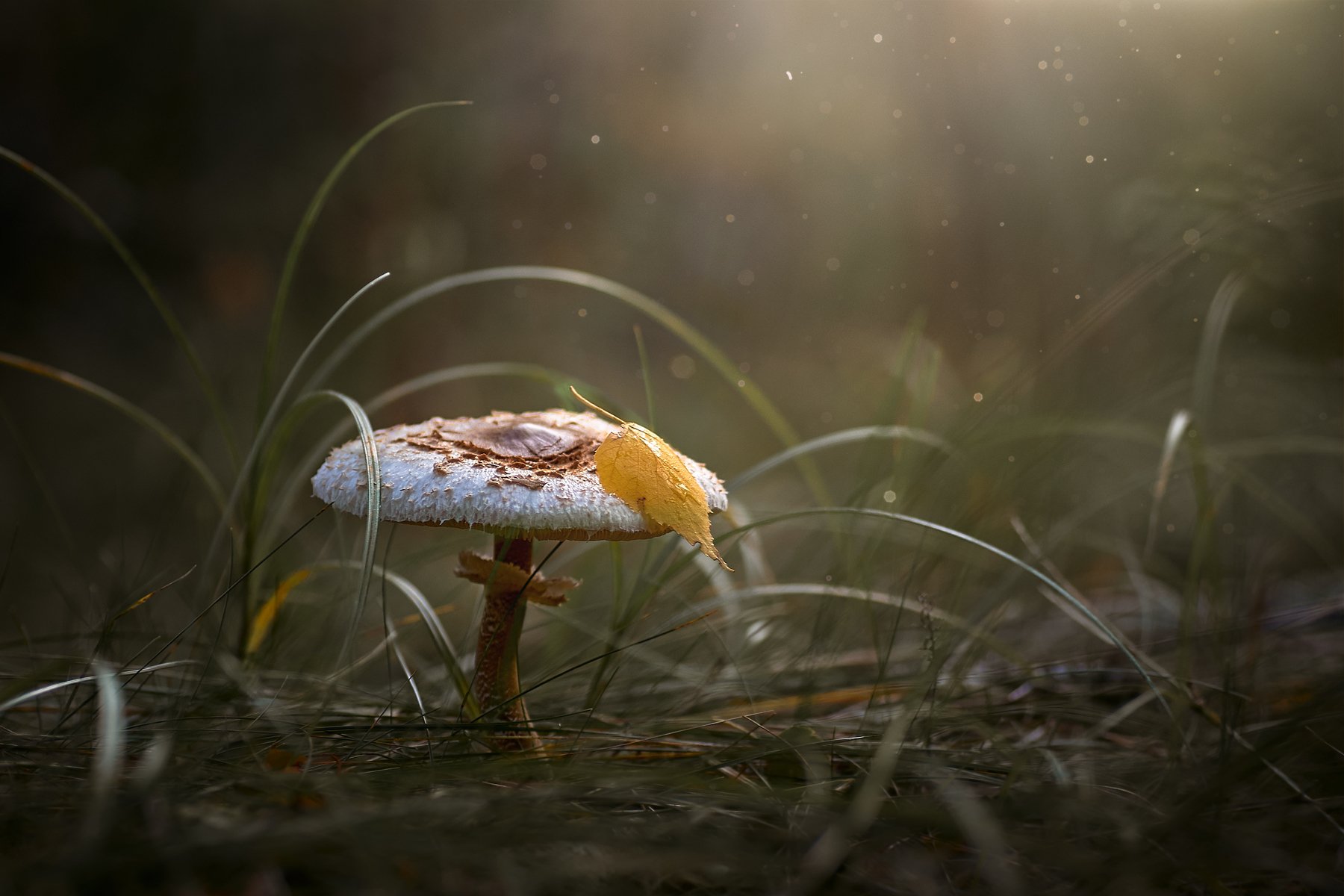 гриб, поганка, осень, березовый лист, Казун Андрей