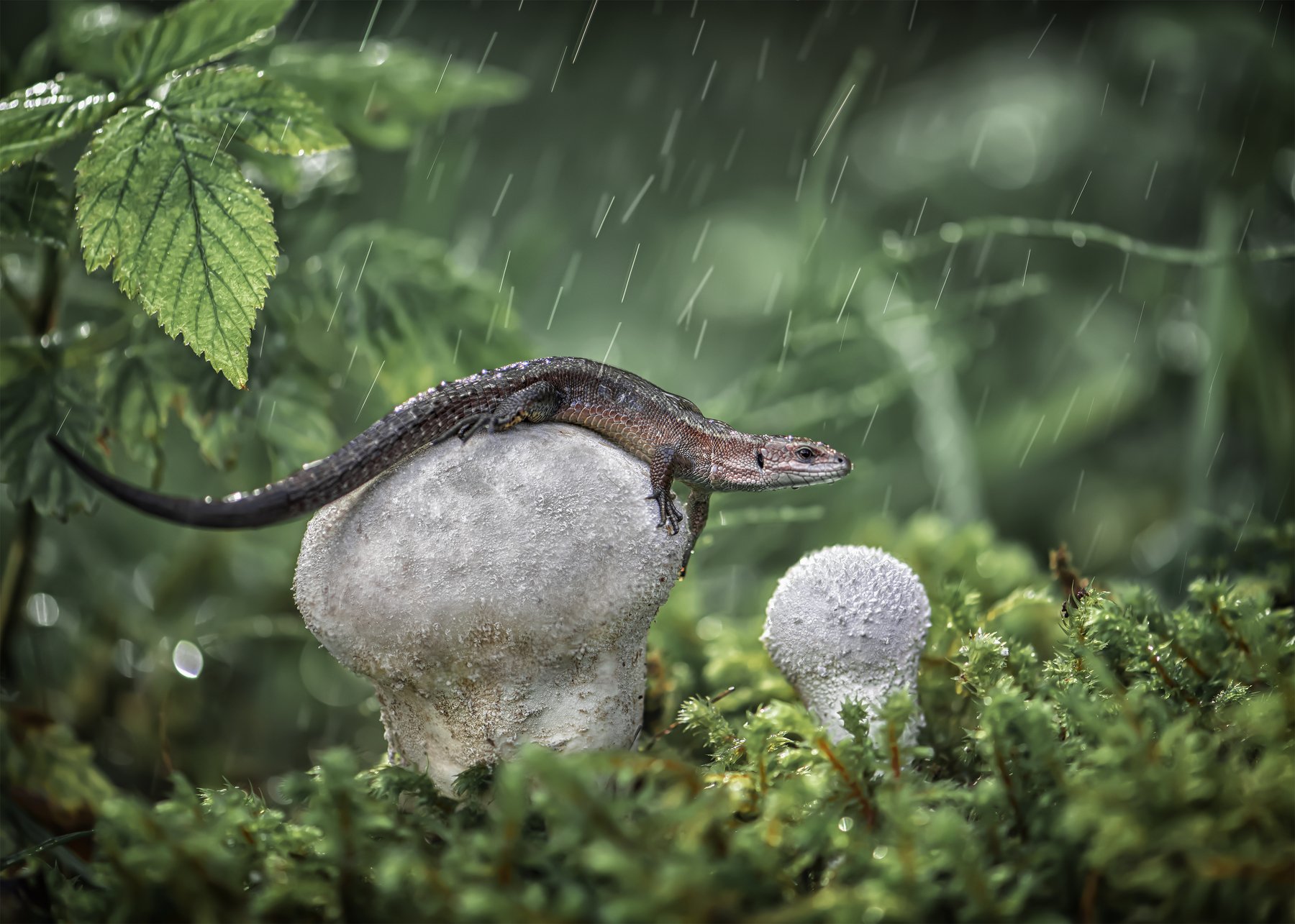 ящерица природа макро лес гриб дождь ящерка дождевик, Анастасия Третьякова