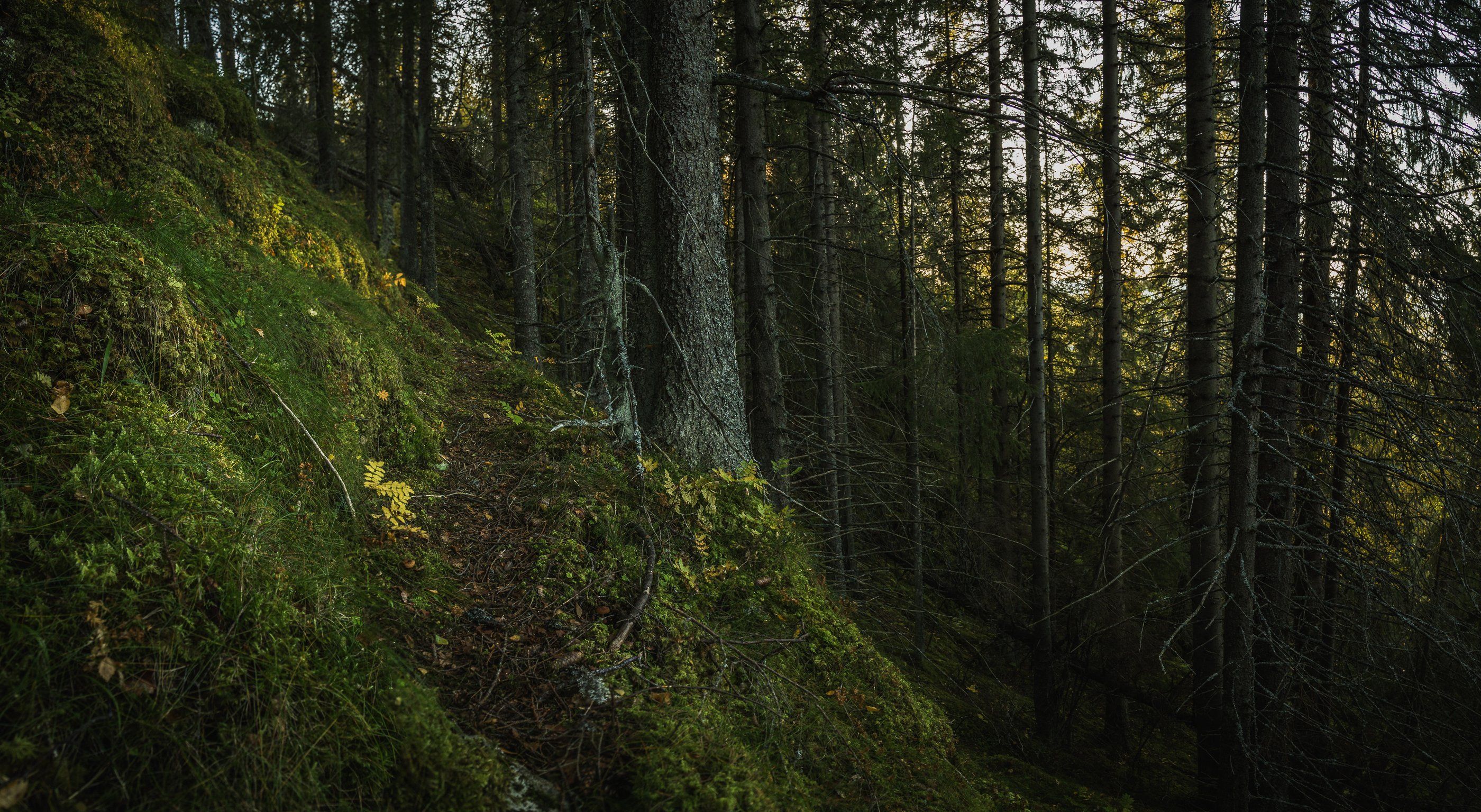 forest,woodland,mountains,nature,trees,norway,norwegian,scandinavian,boreal,dark,path, Adrian Szatewicz
