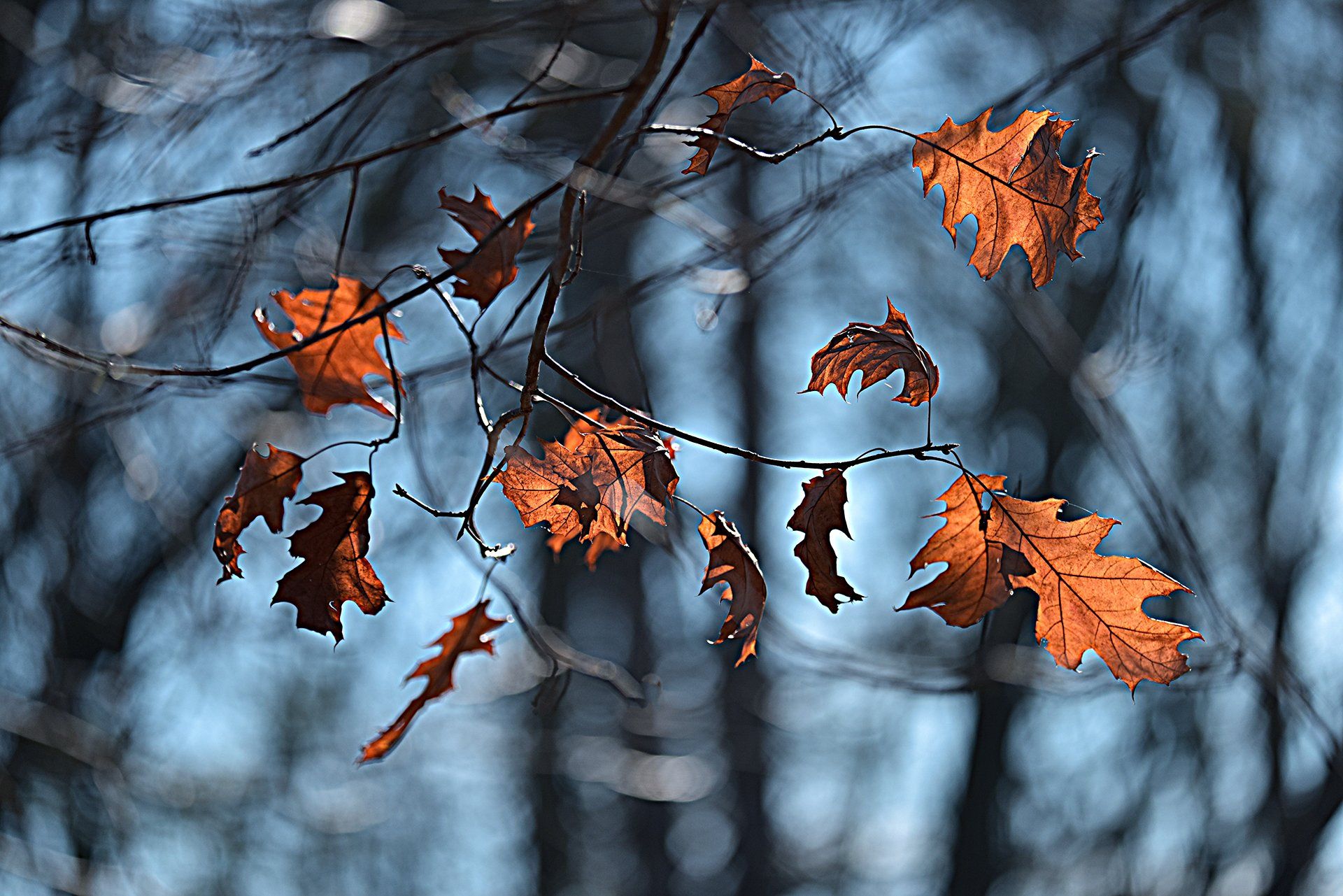 art, art-image, autumn, bokeh, color, colors, color-image, image, impression, leaf, leaves, nature, photography, picture,, Dr Didi Baev