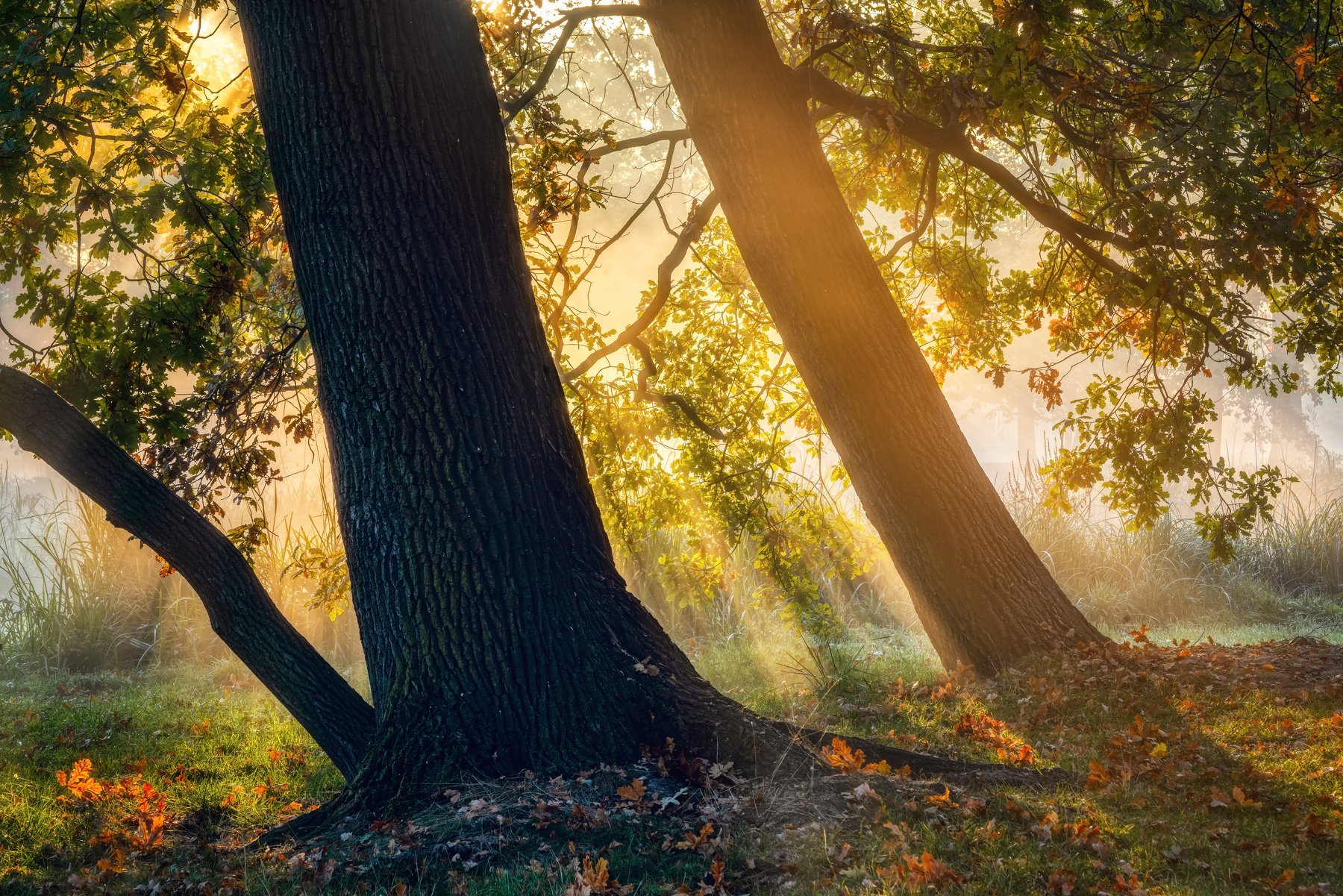 пейзажи Чехия туман утро лес осень листва рассвет лучи солнце парк деревья  природа путешествия, Андрей Ожерельев