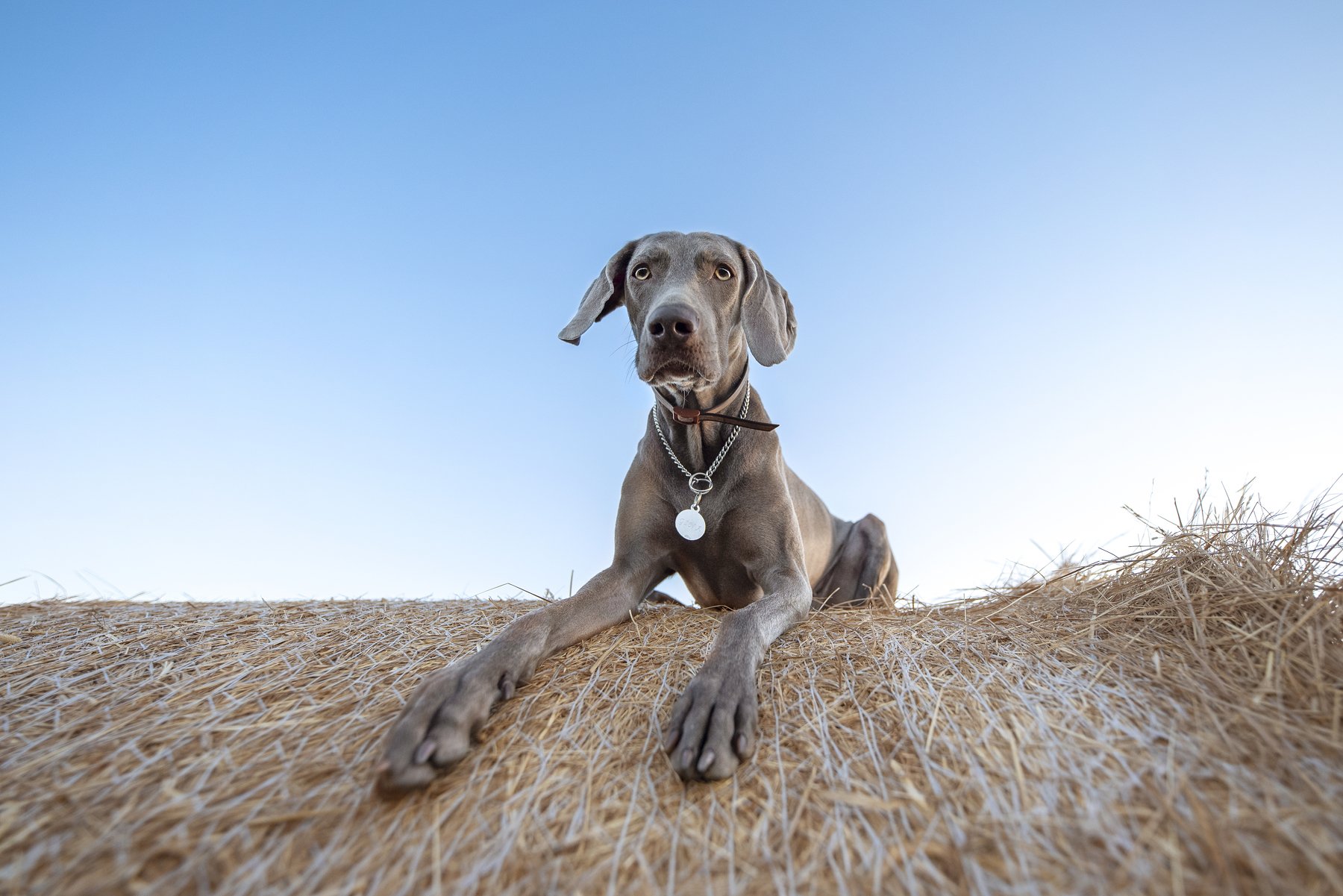 weimaraner, dog, Karina Saarestik