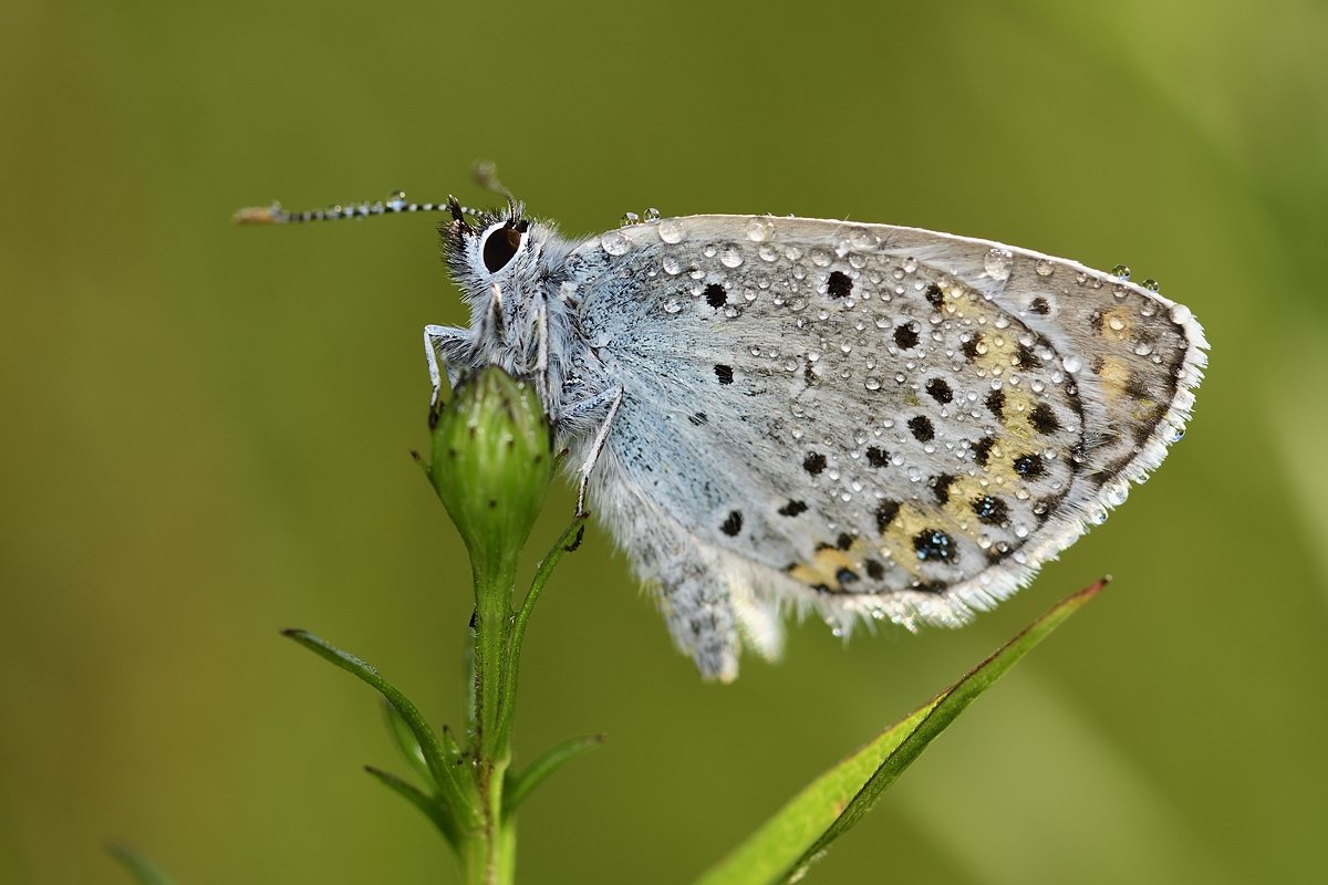 бабочка  butterfly, Jaroslav Mego