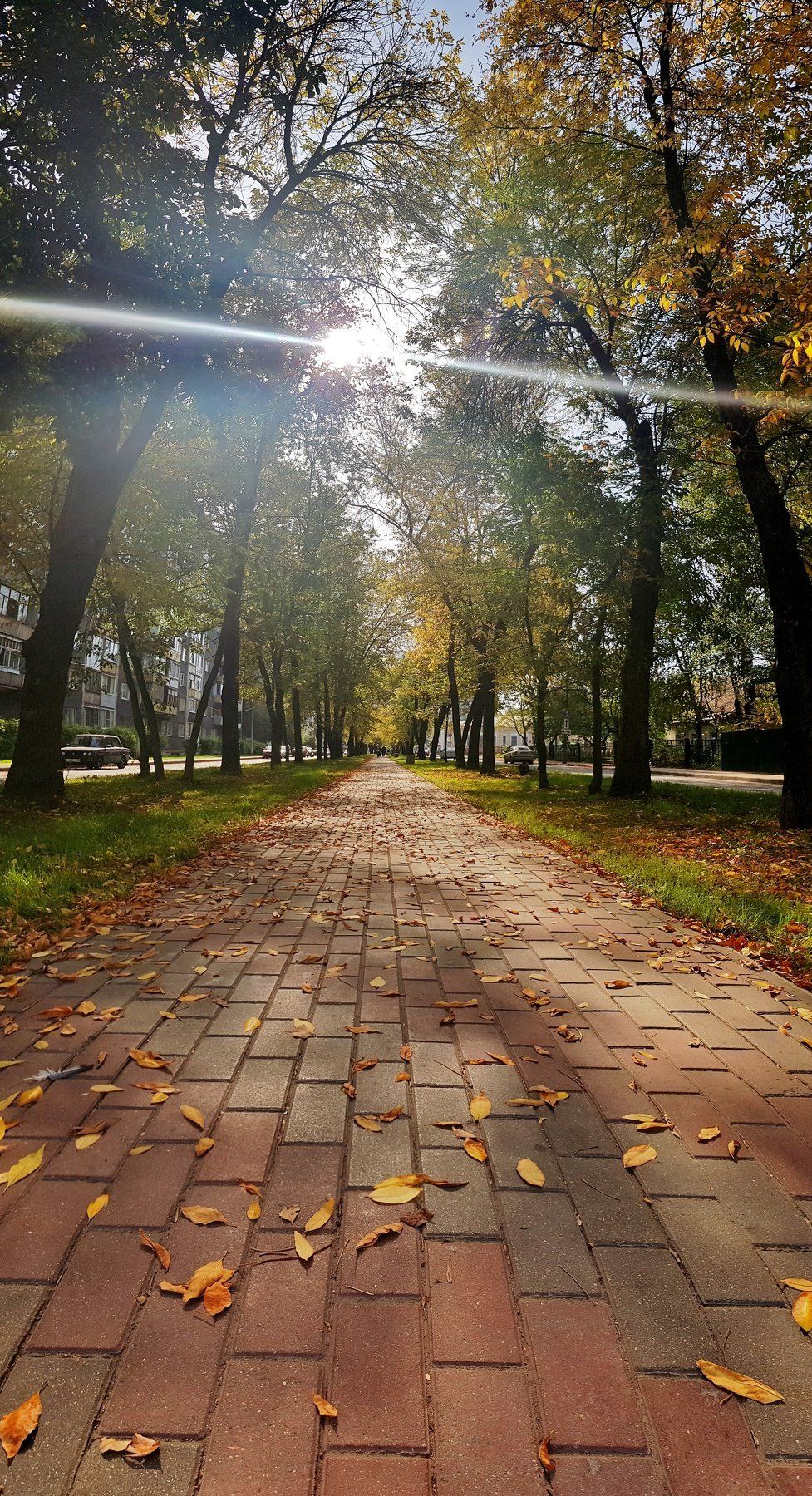 листья, деревья, город, ветки, луч, солнце, красота, осень, Татьяна Пименкова