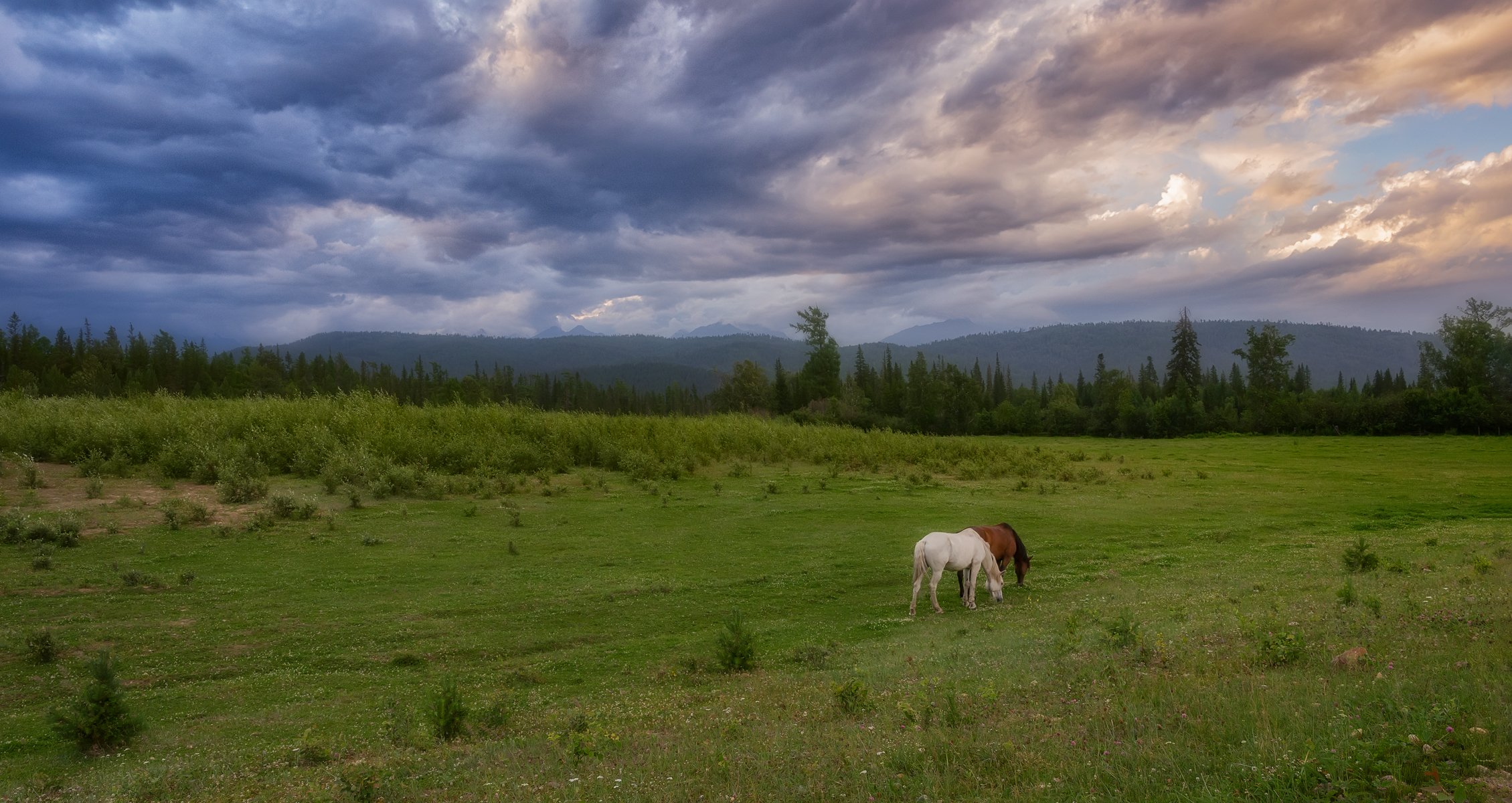 луг кони горы облака предгорье саяны, Сергей Козлов
