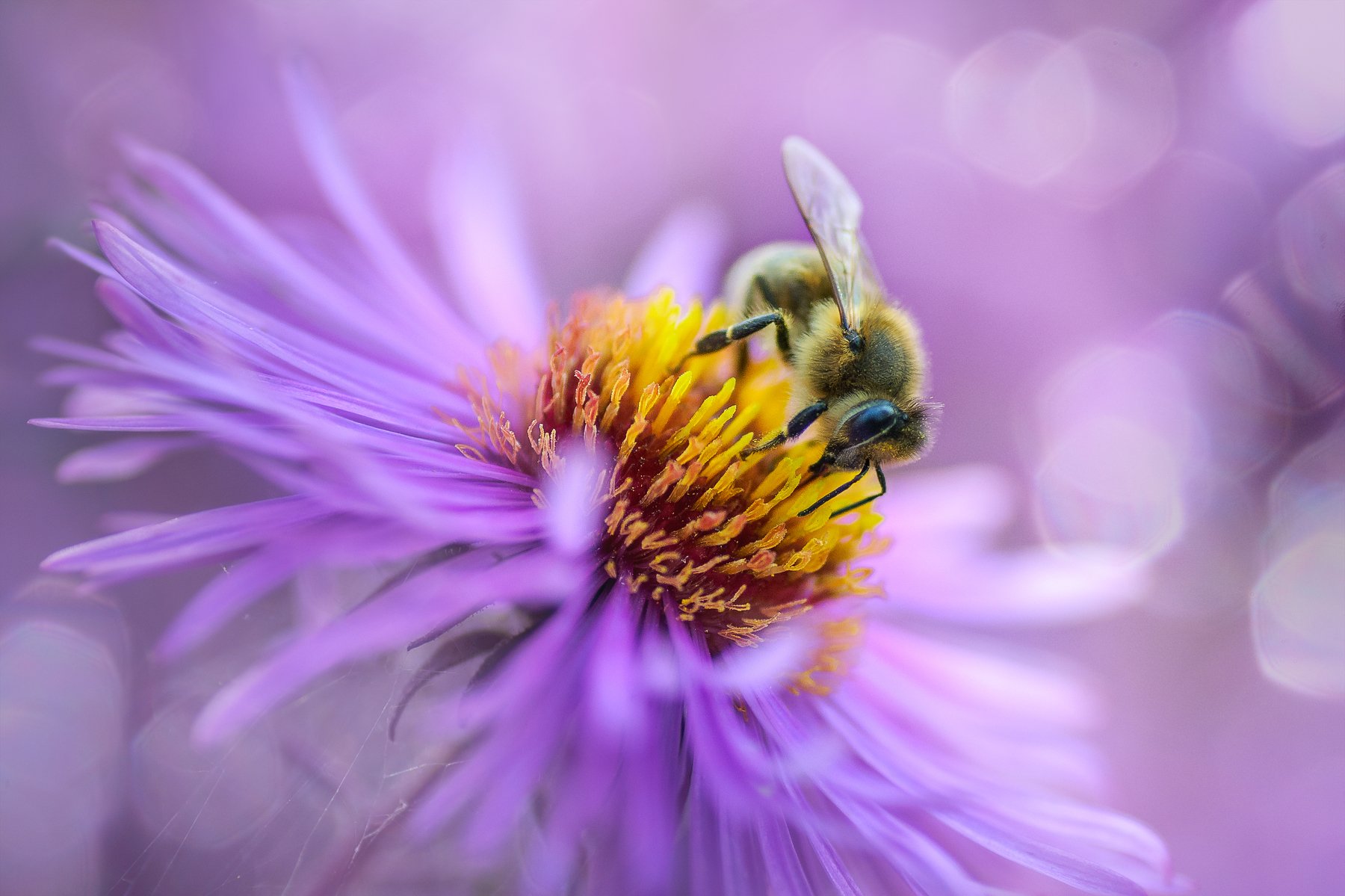 пчела, нектар, флора, цветок, розовый, Казун Андрей