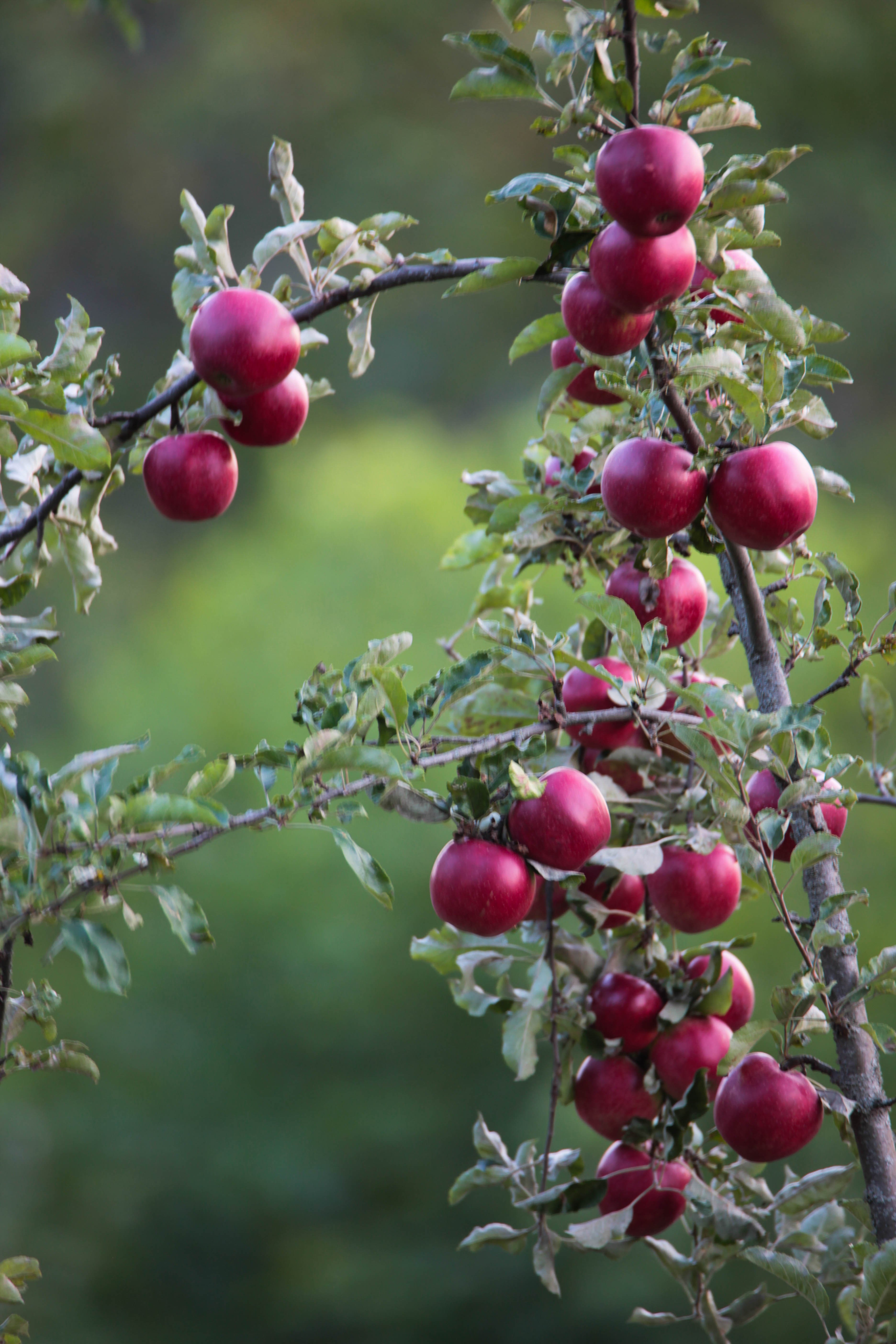 яблоки,сад,фрукты., Marat Magov