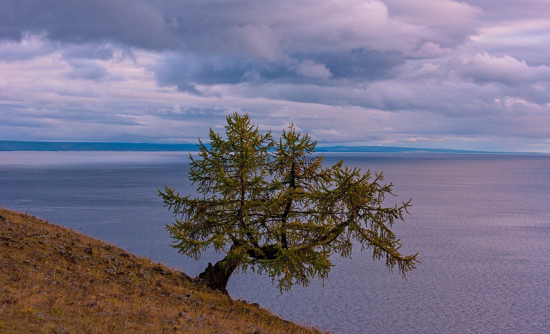 озеро хубсугул монголия вечер закат  осень облака дерево одинокое лиственница, Юрий Мальцев