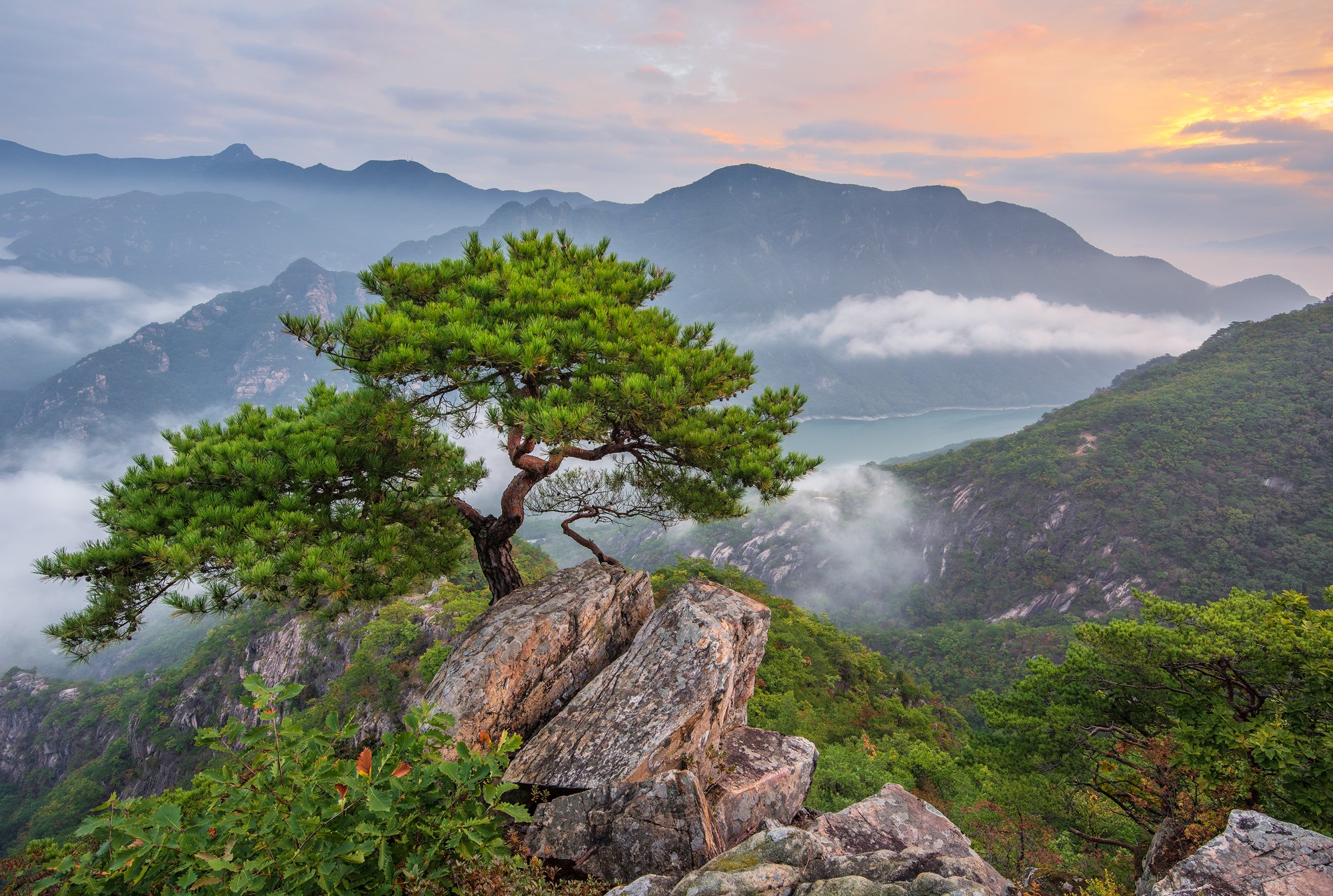 mountains,peak,hiking,fog,clouds,pine,tree,cliff, Jaeyoun Ryu