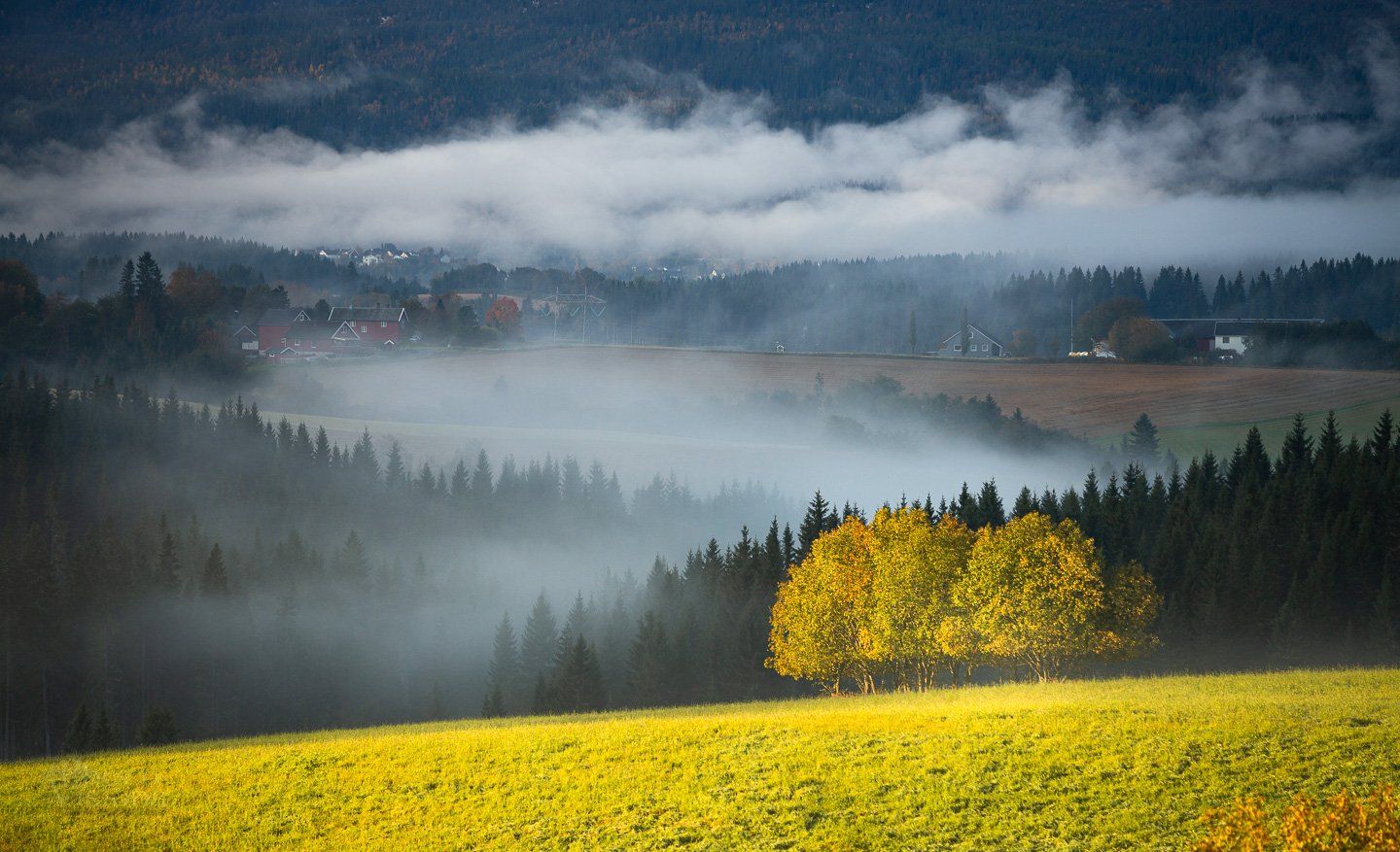 trondheim,norway,norwegian,autumn,autumnal,field,trees,nature,natural,morning,landscape,outdoor, Adrian Szatewicz