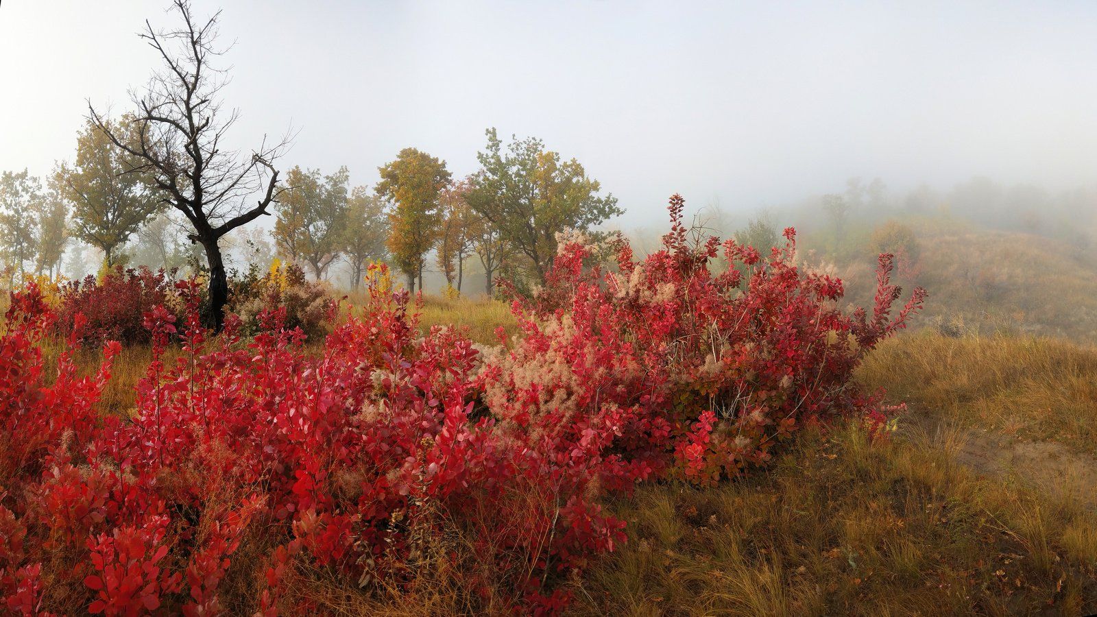 запорожье,краски осени,красный,октябрь,осень,пейзаж,туман,утро,цвет, Сергей Богачёв