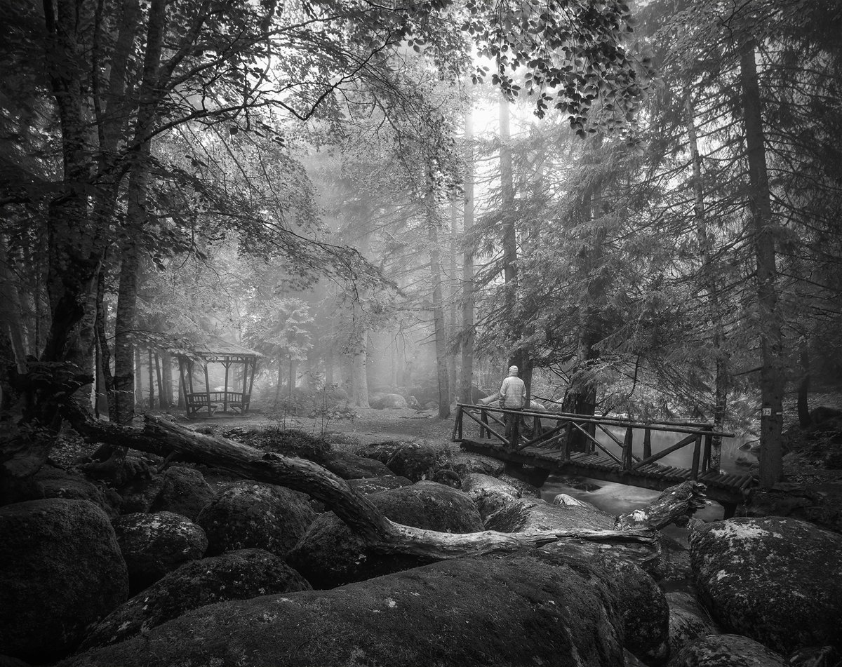 landscape nature scenery forest wood trees mist misty fog foggy mountain bridge vitosha bulgaria туман лес, Александър Александров