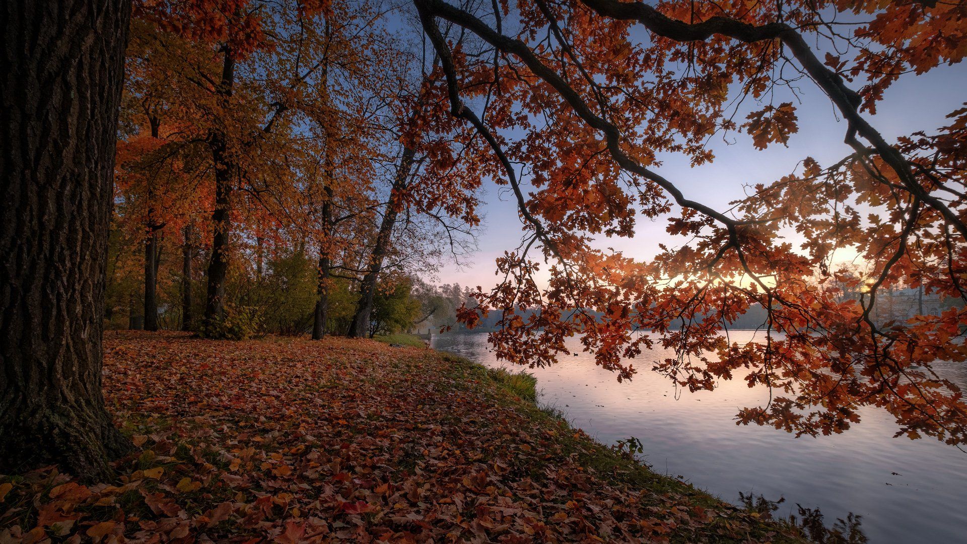 царское село, осень, листва, рассвет, солнце, пруд, утро, пейзаж, Андрей Чиж
