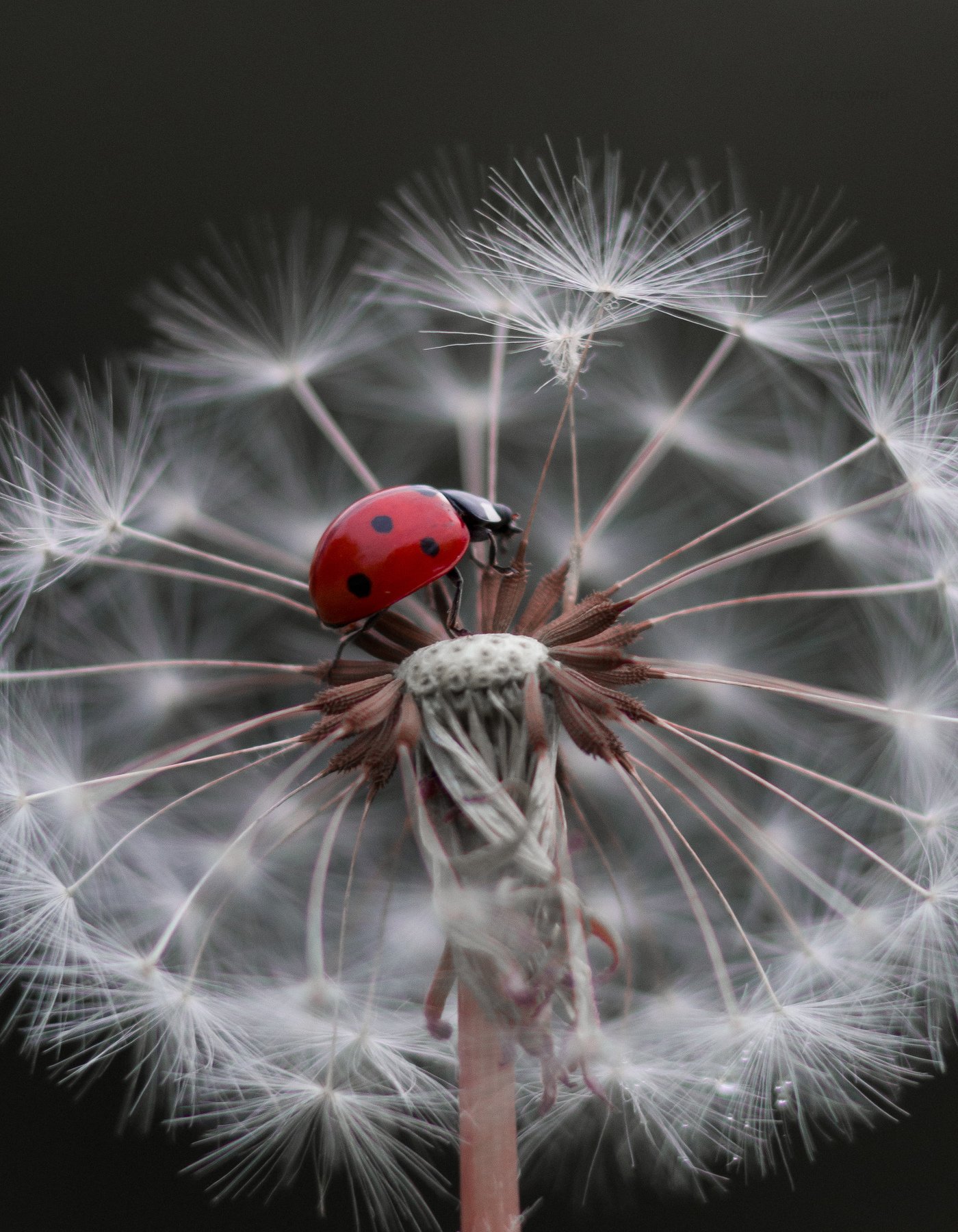 макро, природа, nature, macro, насекомые, insect, ladybug, божьякоровка, Юлия Хворостяная