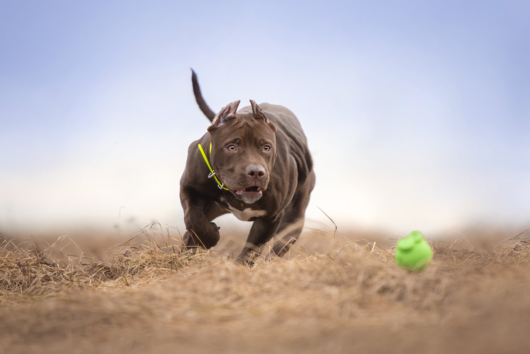 pitbull, dog, Karina Saarestik