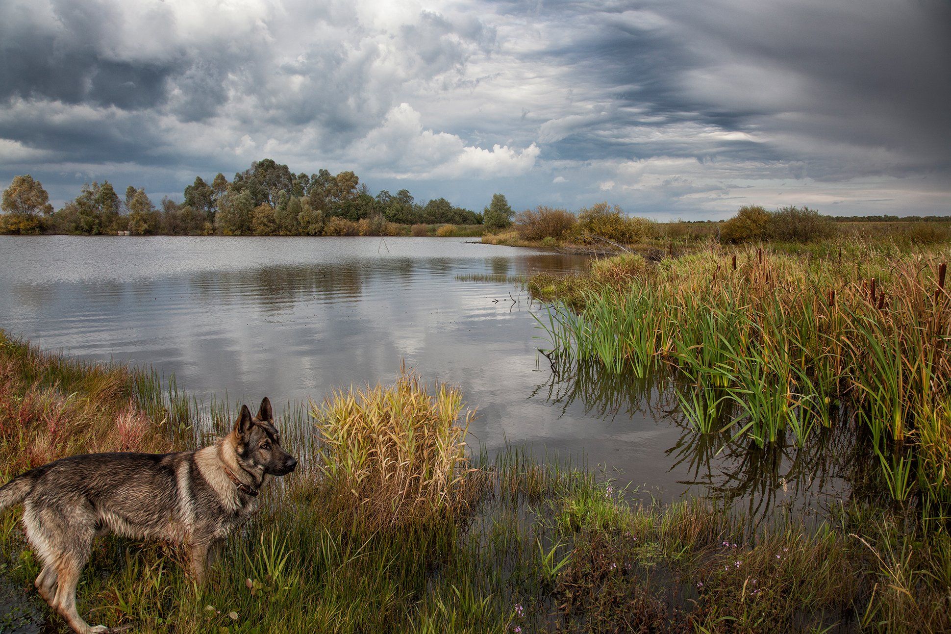 пейзаж,озеро,камыши,вода,тучи,осень,собака, Тамара Андреева