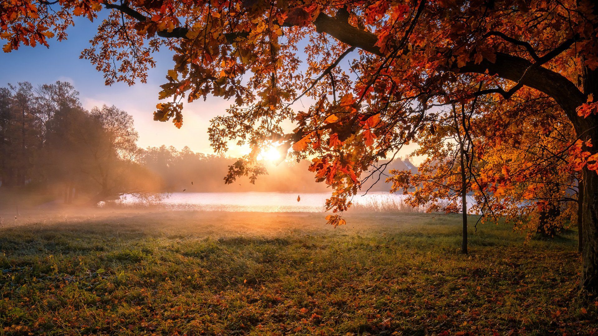 царское село, осень, листва, рассвет, солнце, пруд, утро, пейзаж, туман, Андрей Чиж