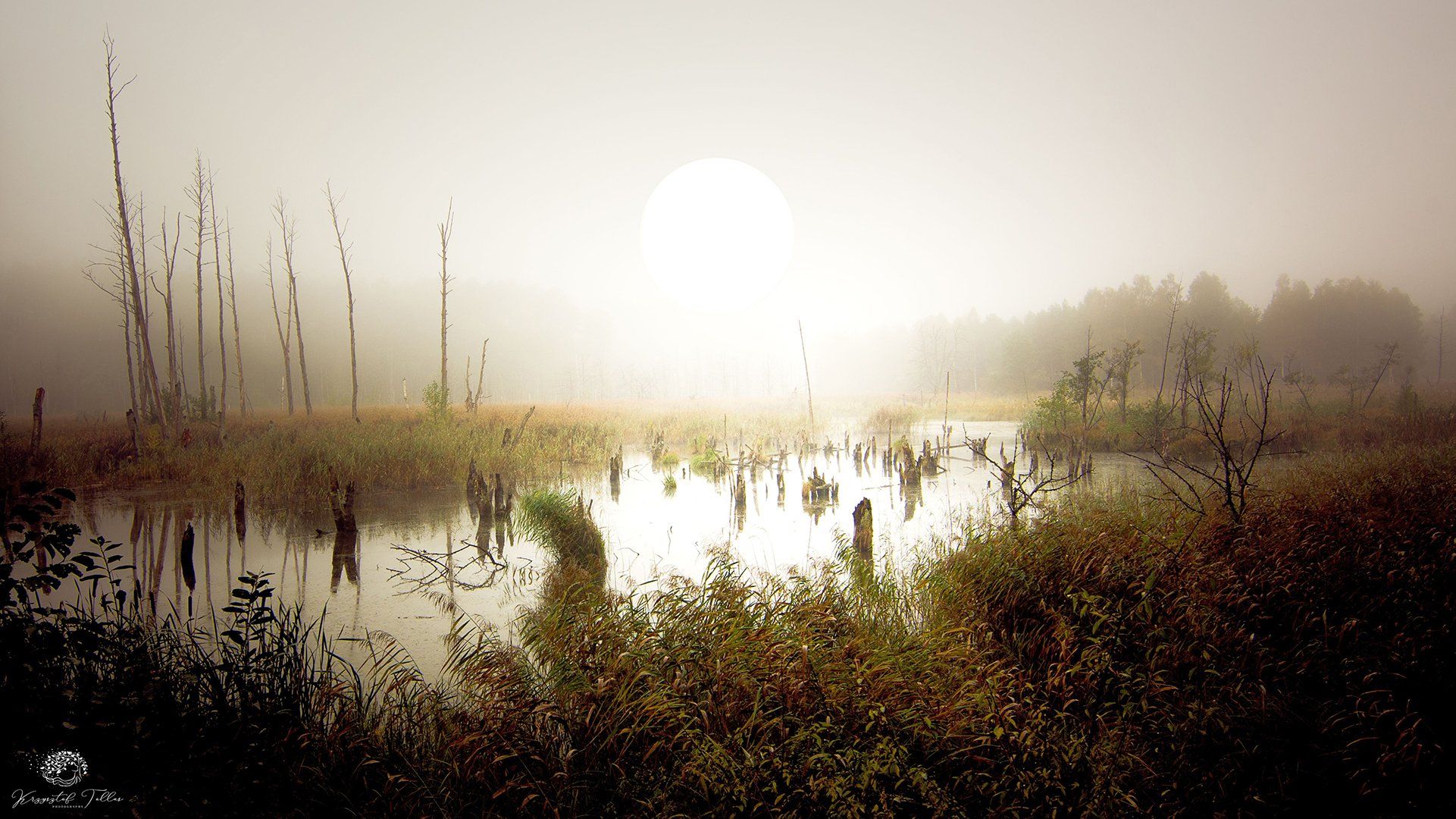 marshland, fog,landscape,autumn, nature, sky, sun, forest, trees, dawn, mist, water, nikon, swamp, light, , Krzysztof Tollas