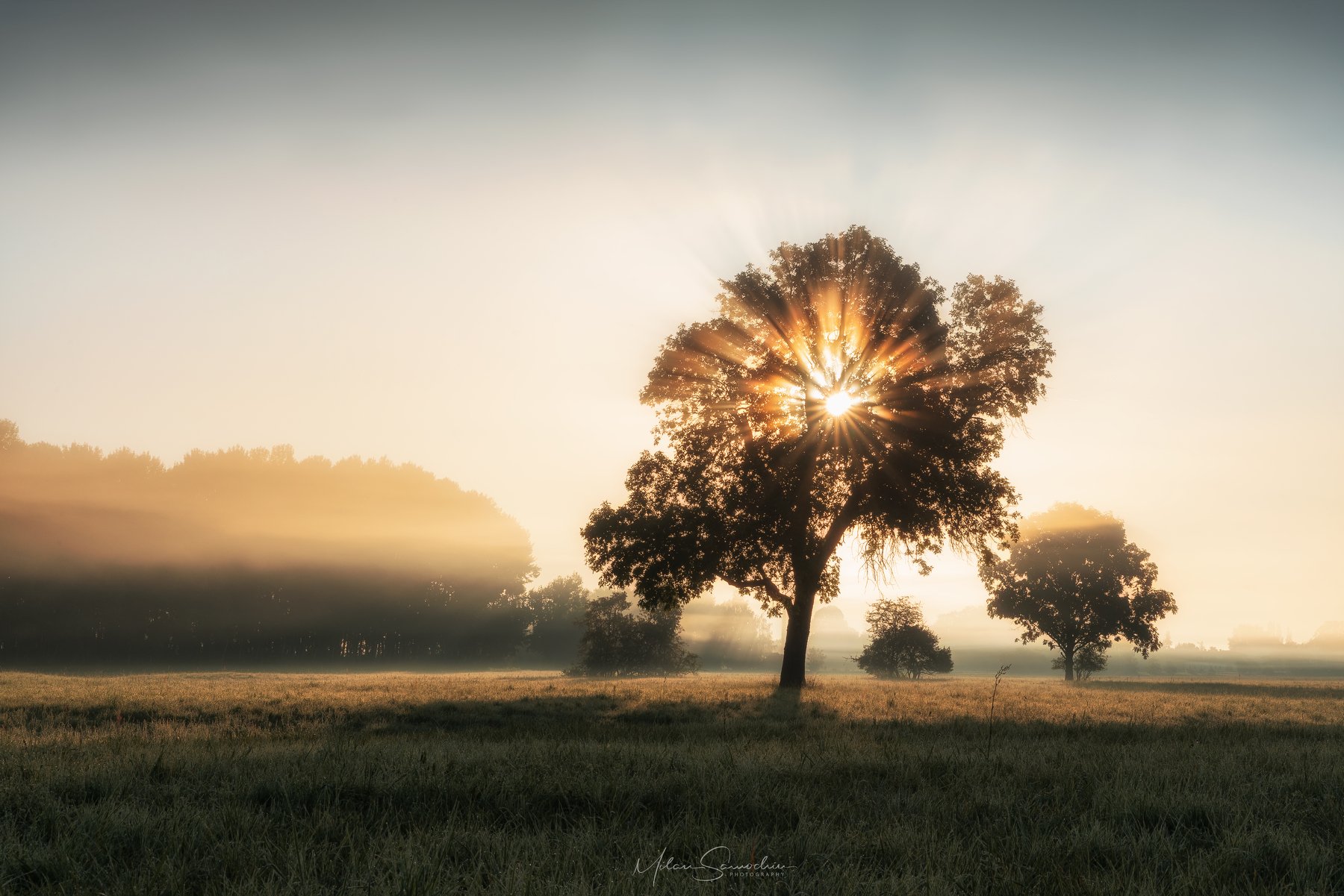 Fog, morning, tree, beams, light, Milan Samochin