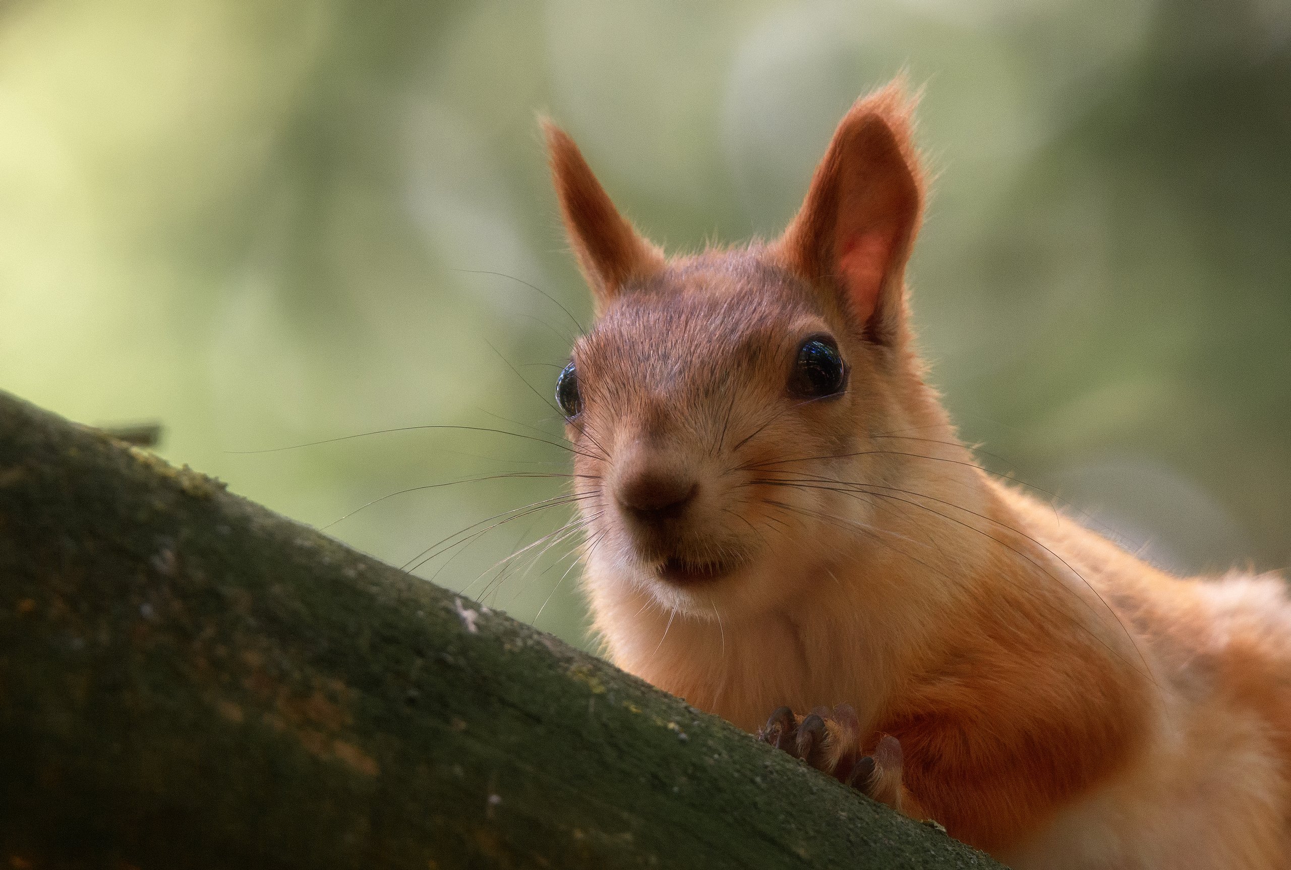 Морда белки. Sciurus Richmondi. Морда белочки. Беличья мордочка. Голова белки.