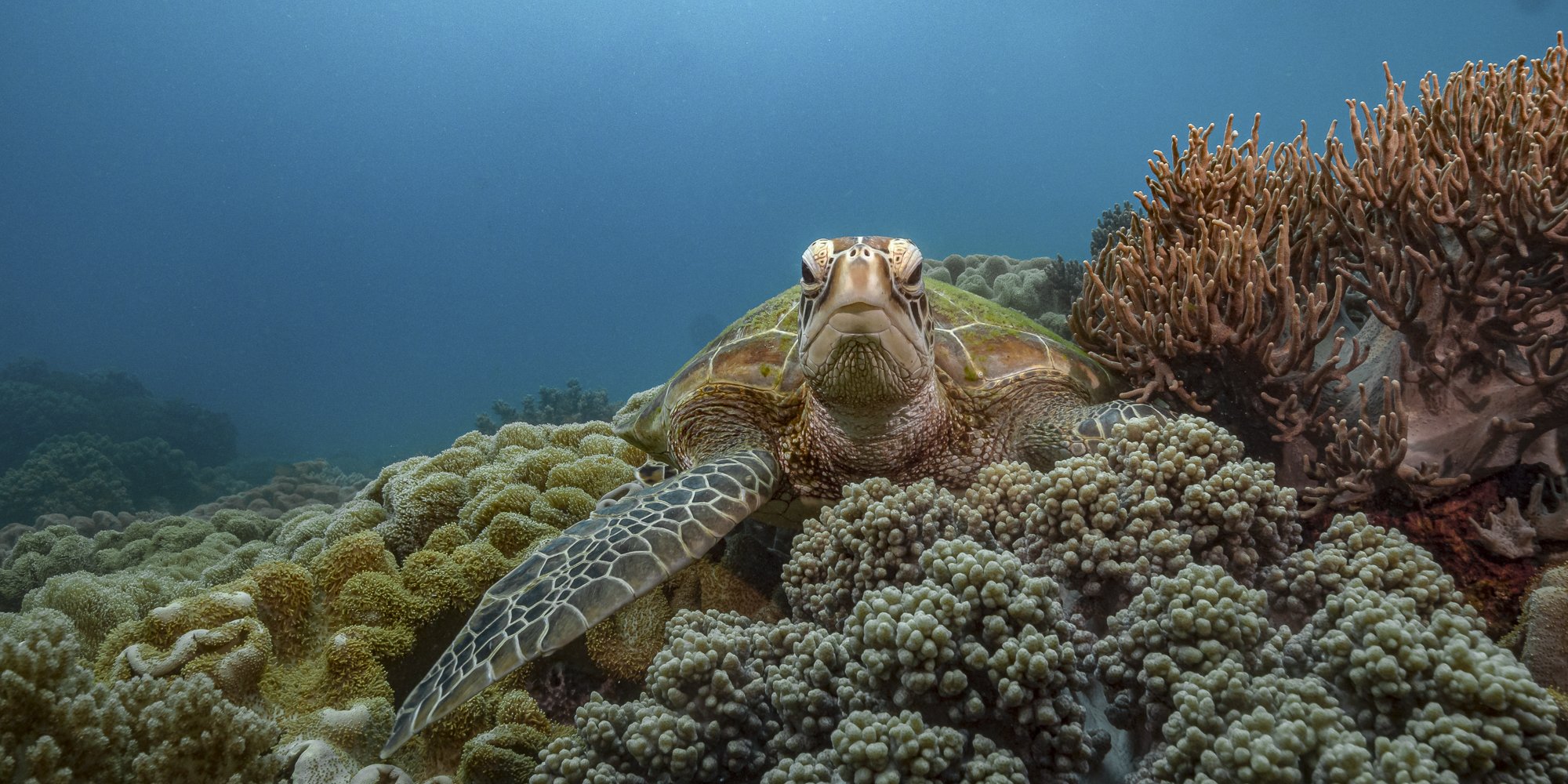 turtle, apo, underwater, diving, philippines, Андрей Савин