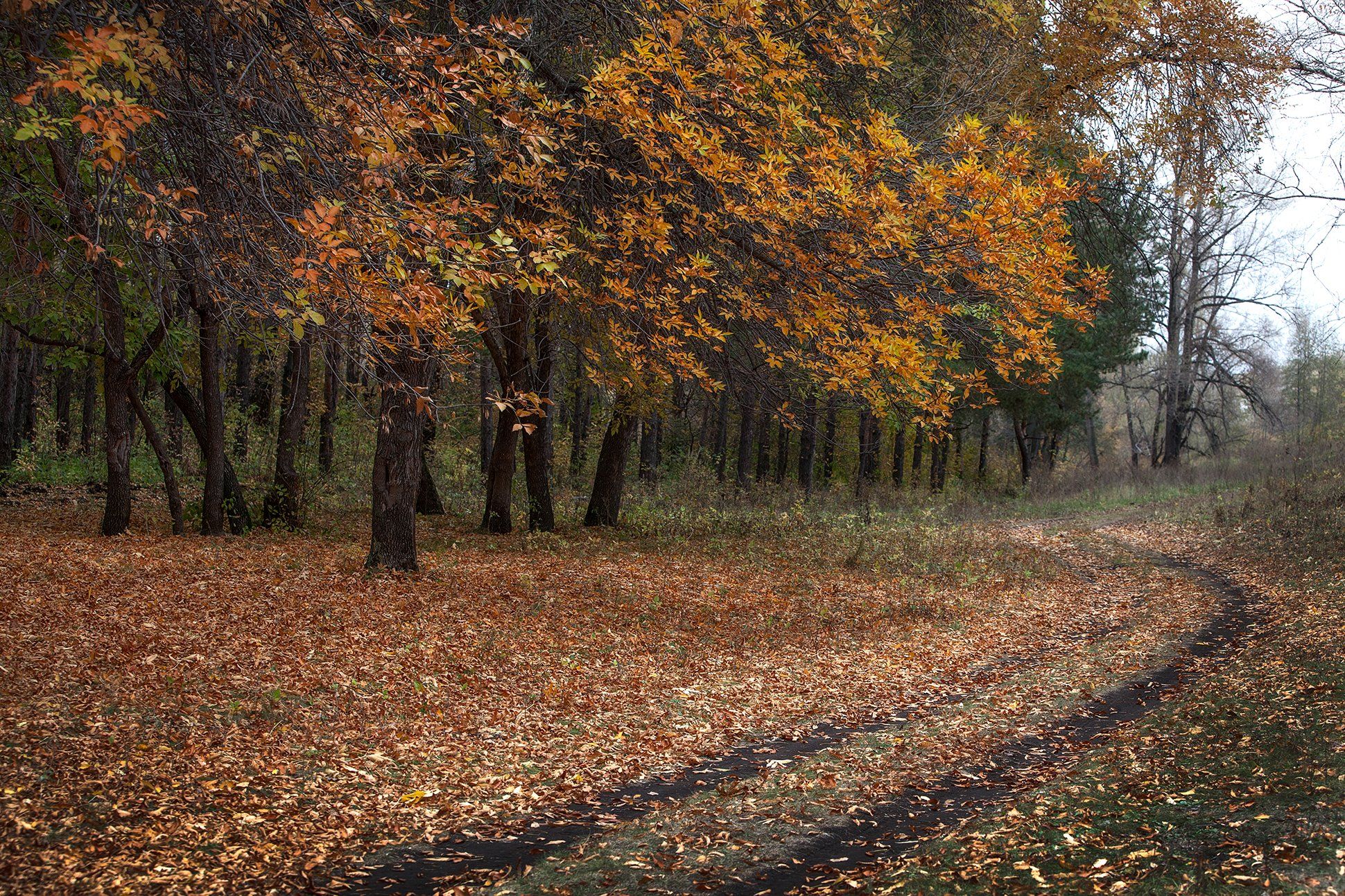 природа,осень,дорога,лес,листва,желтый, Тамара Андреева