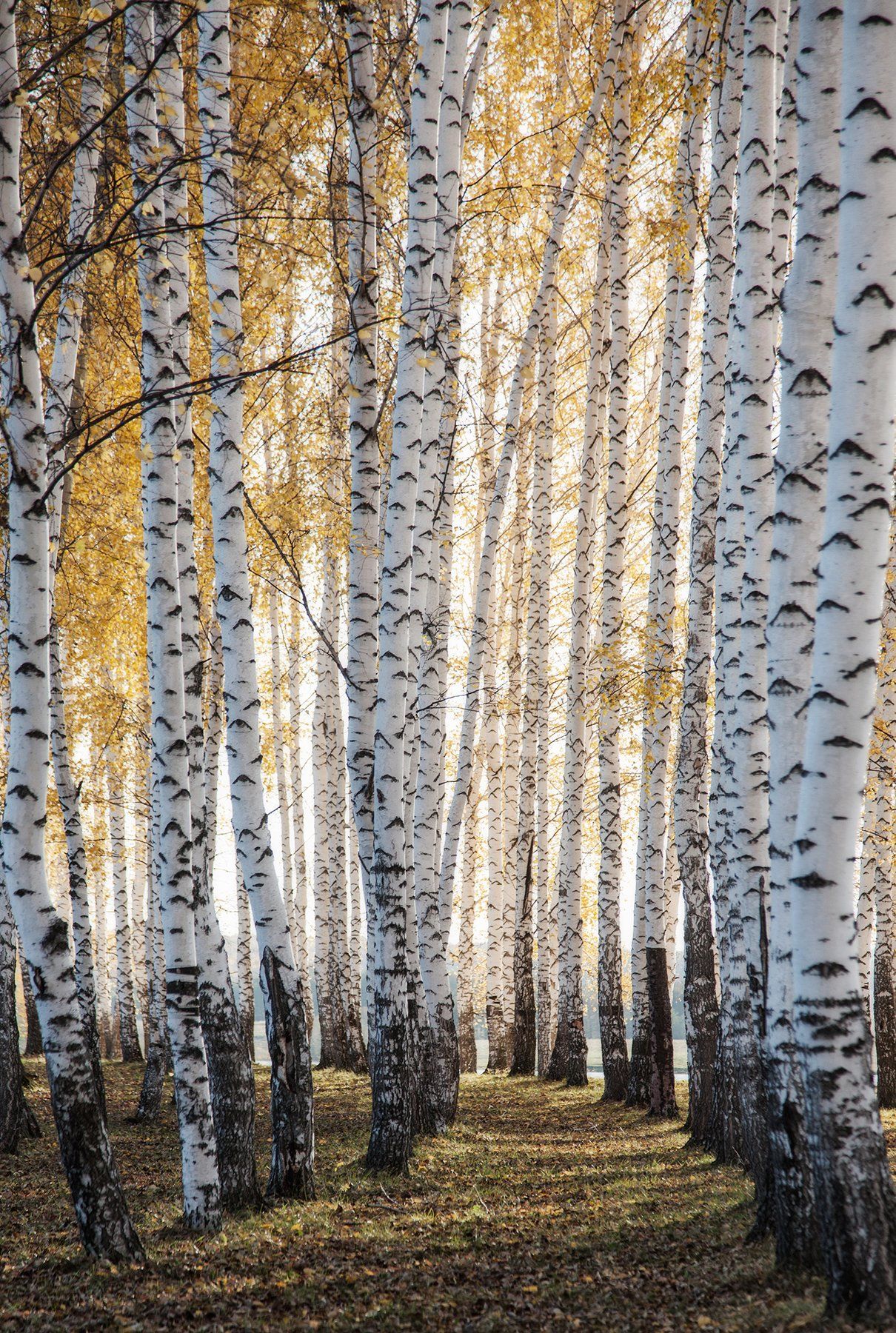пейзаж,осень,березы,лимтва, Тамара Андреева