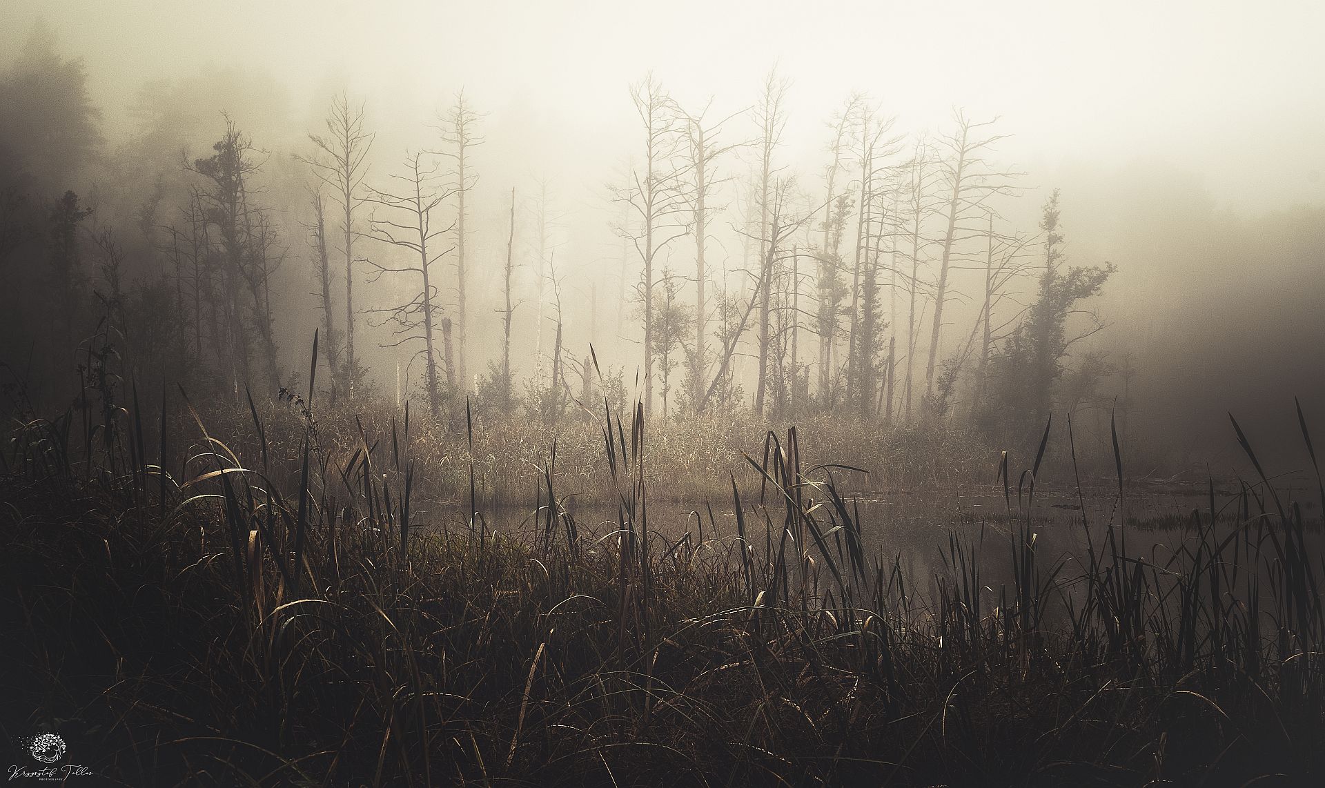 fog,forest,nature,marshland,autumn,dawn,light,nikon,trees,water,mist,swamp,atmosphere, Krzysztof Tollas