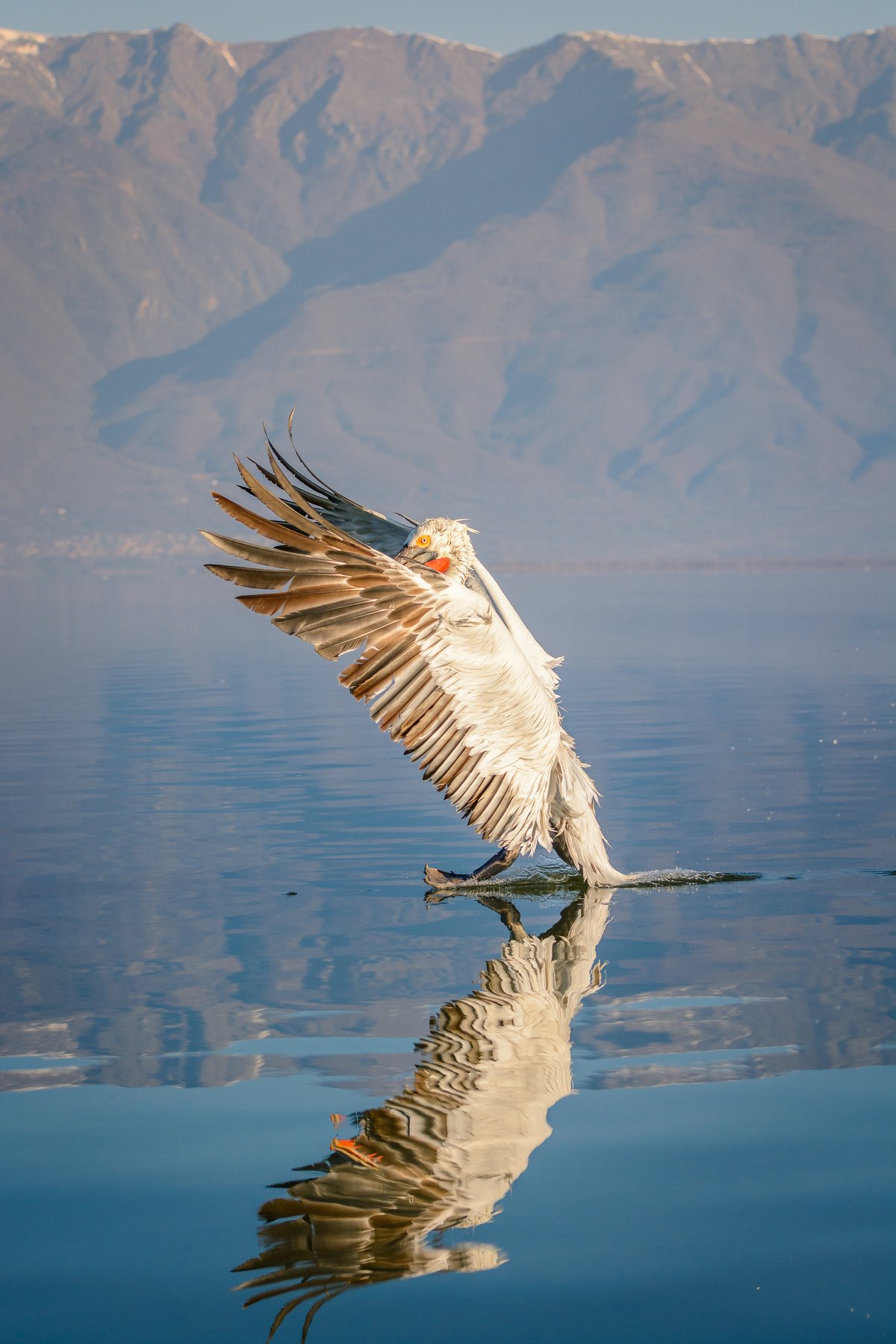 dalamtian,pelican,birds,bird,kerkini,lake,greece, Evgeni Fabis