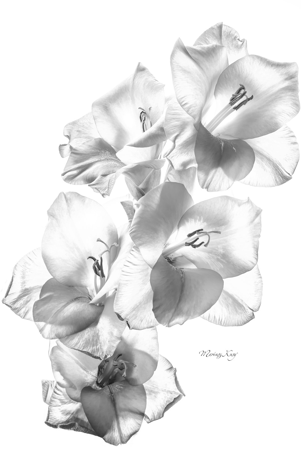 flower, black, white, wallpaper, Mariusz Kusy