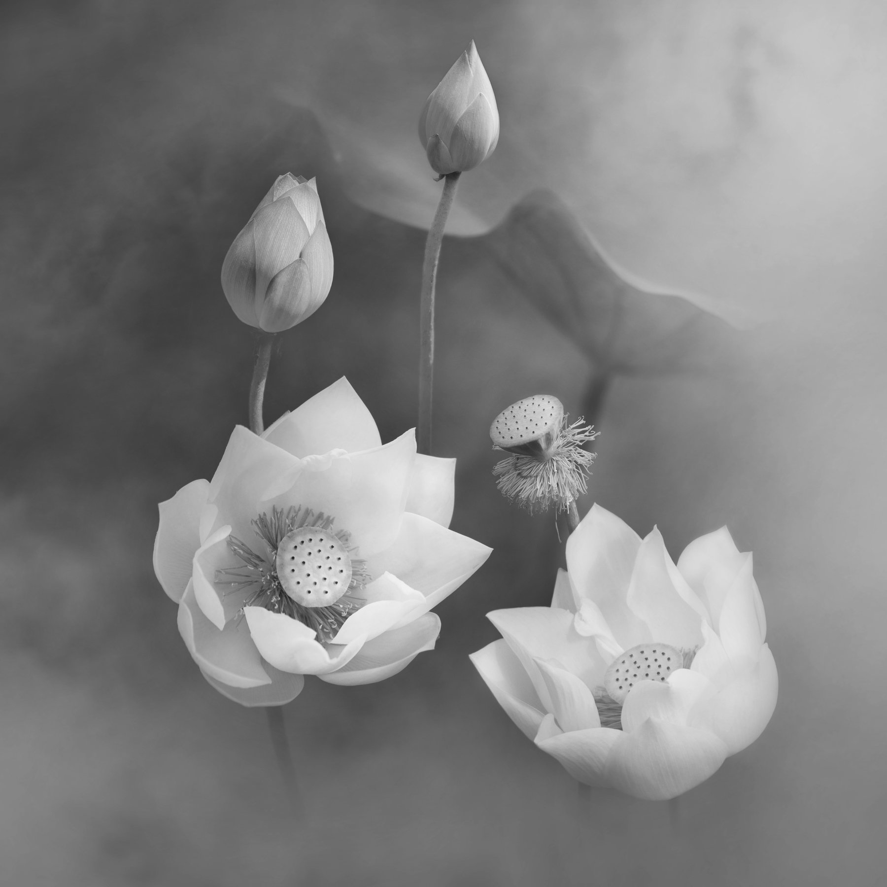lotus, BW, , Le Nhat Quang