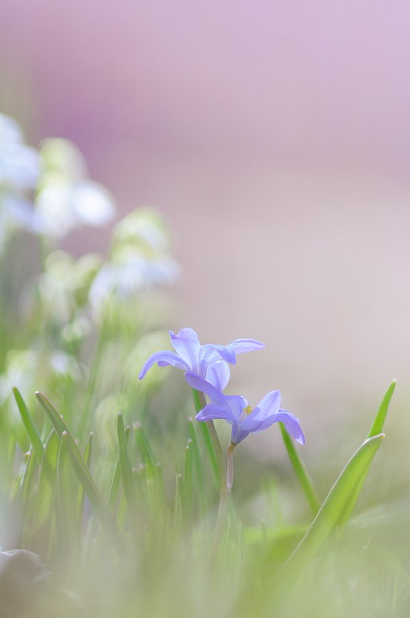 весна, цветок, растение, природа, макро, нежный, Григорий Пиль