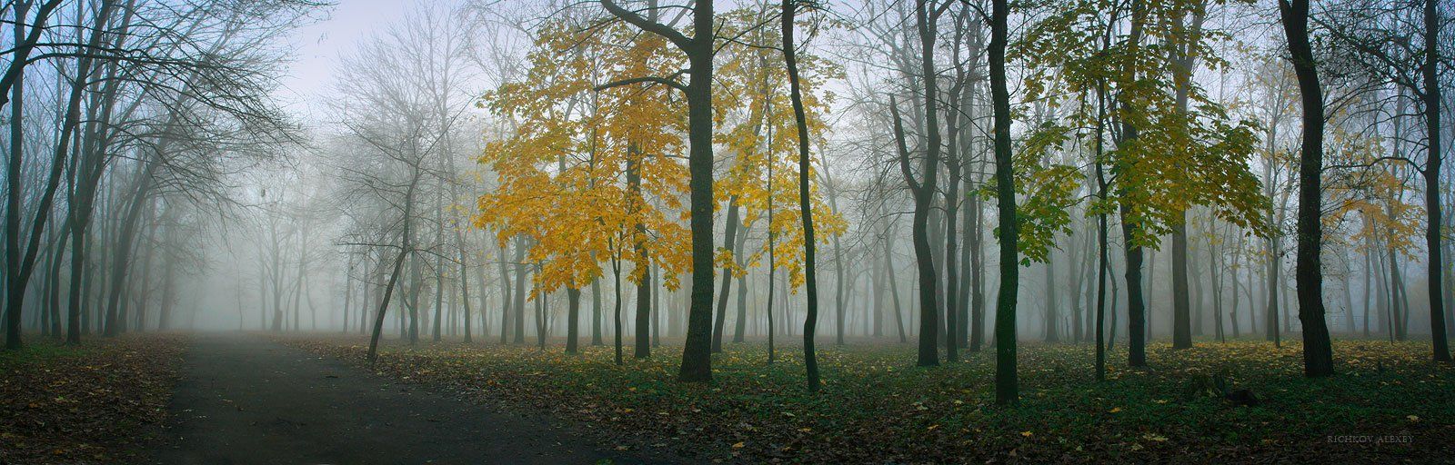 парк, осень, листва, цвет, деревья, туман,, Рычков Алексей