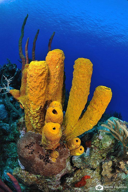underwater, sponge, wide angle, grand cayman, Nadya Kulagina