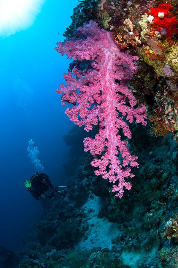 soft coral, underwater, diver, Дмитрий