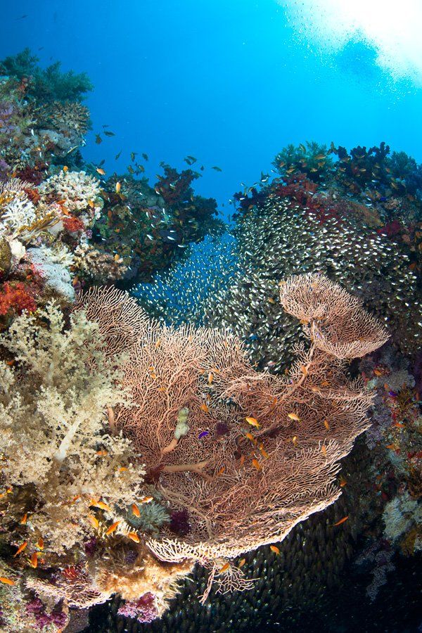 soft coral, underwater, glass fish, Дмитрий